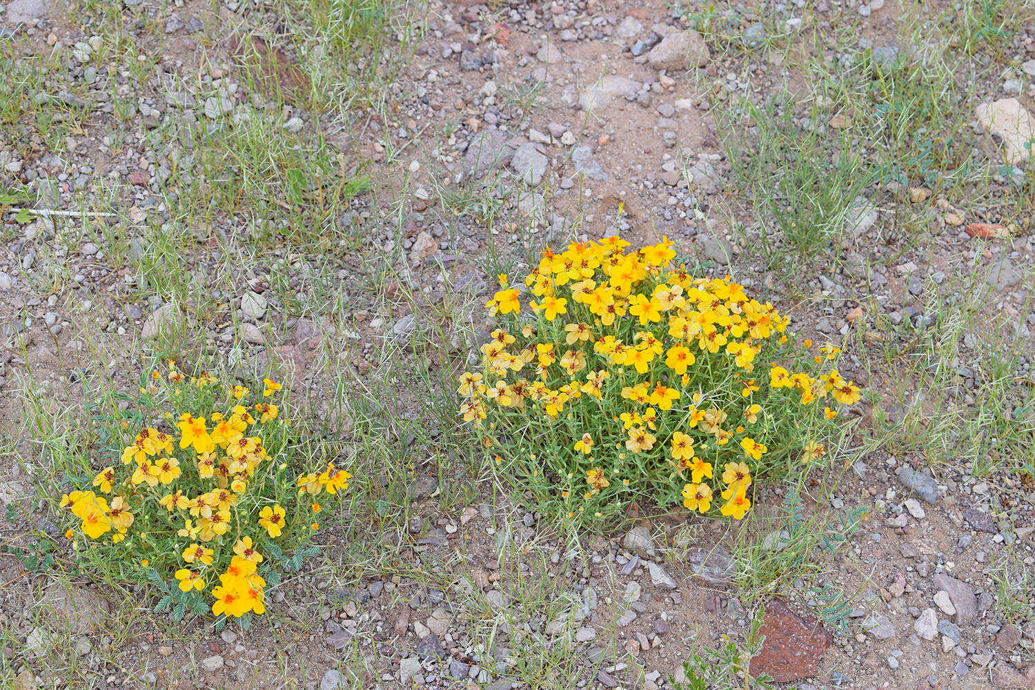 Photo 5 — 205 Muledeer Trail