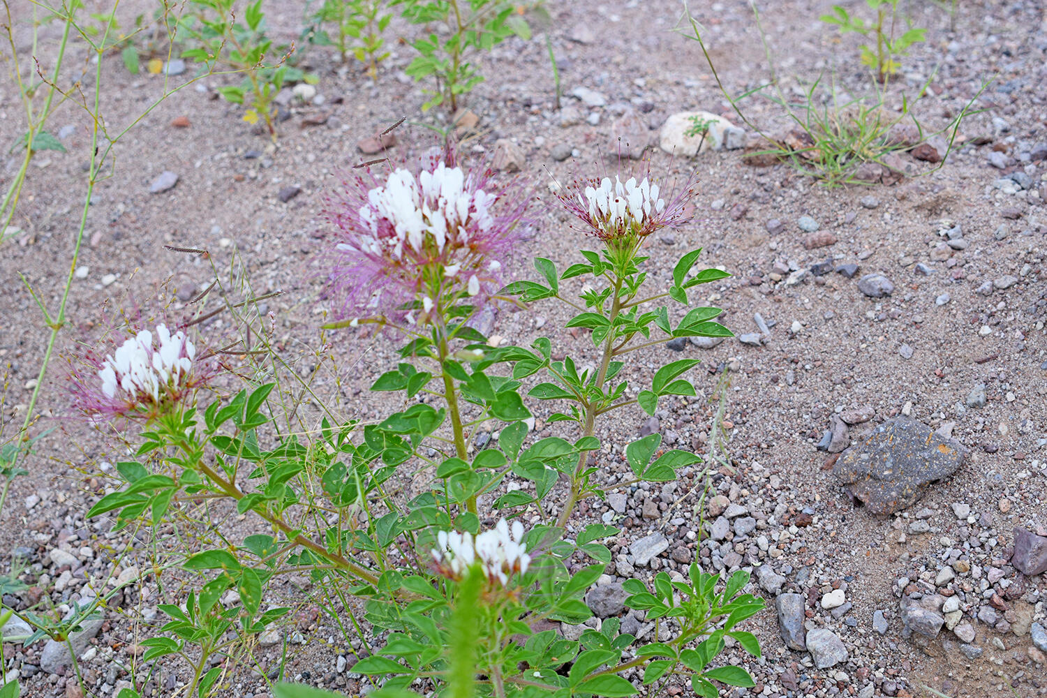 Photo 6 — 205 Muledeer Trail