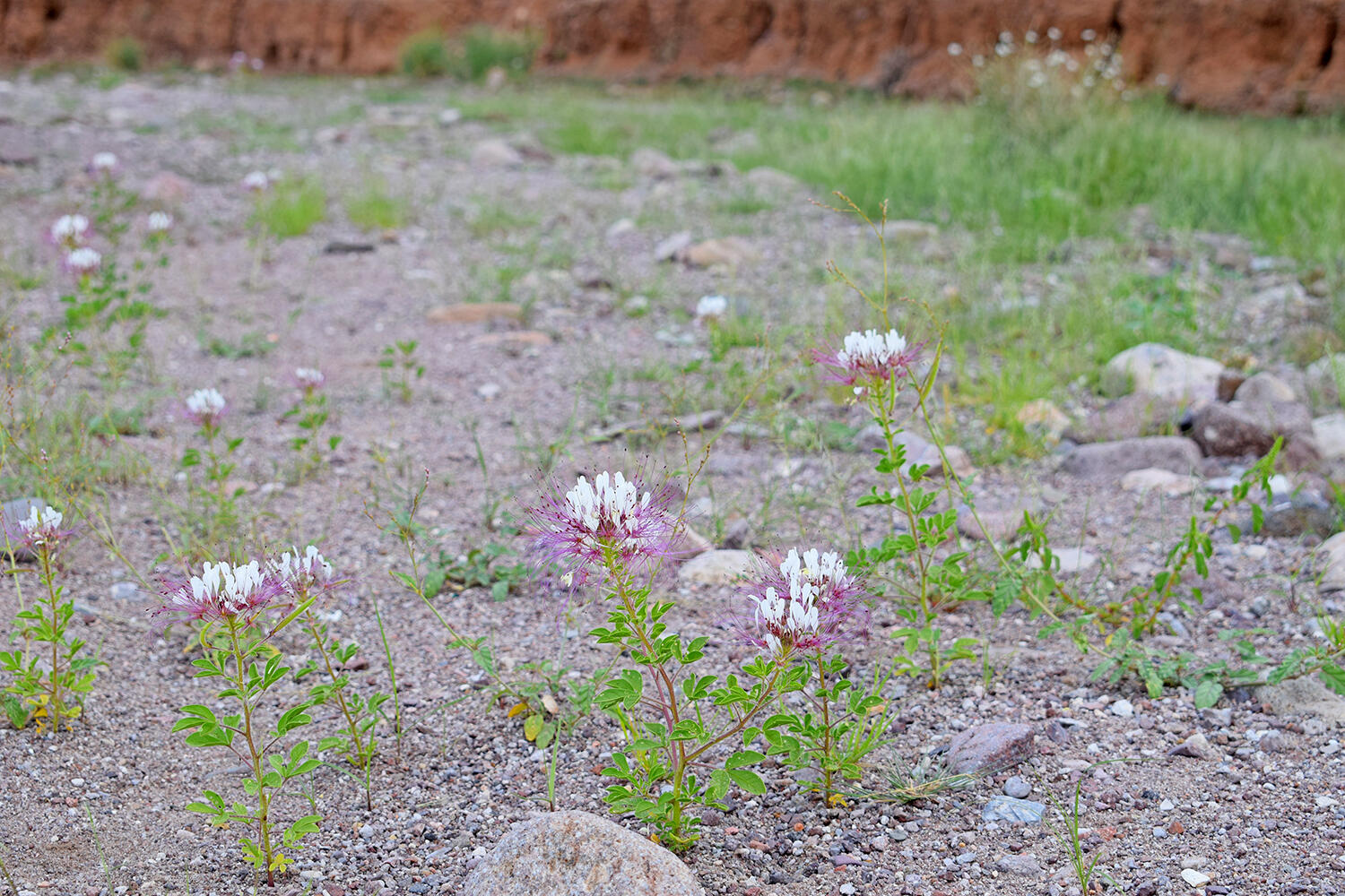 Photo 7 — 205 Muledeer Trail