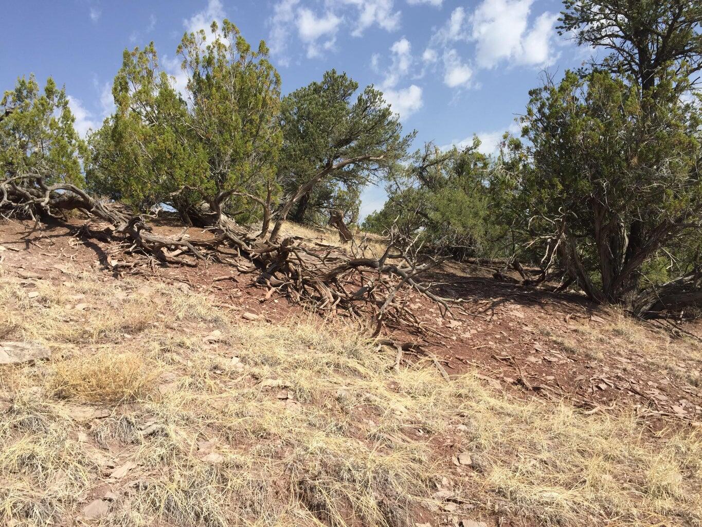Photo 15 — Lot 3 Sunflower Drive