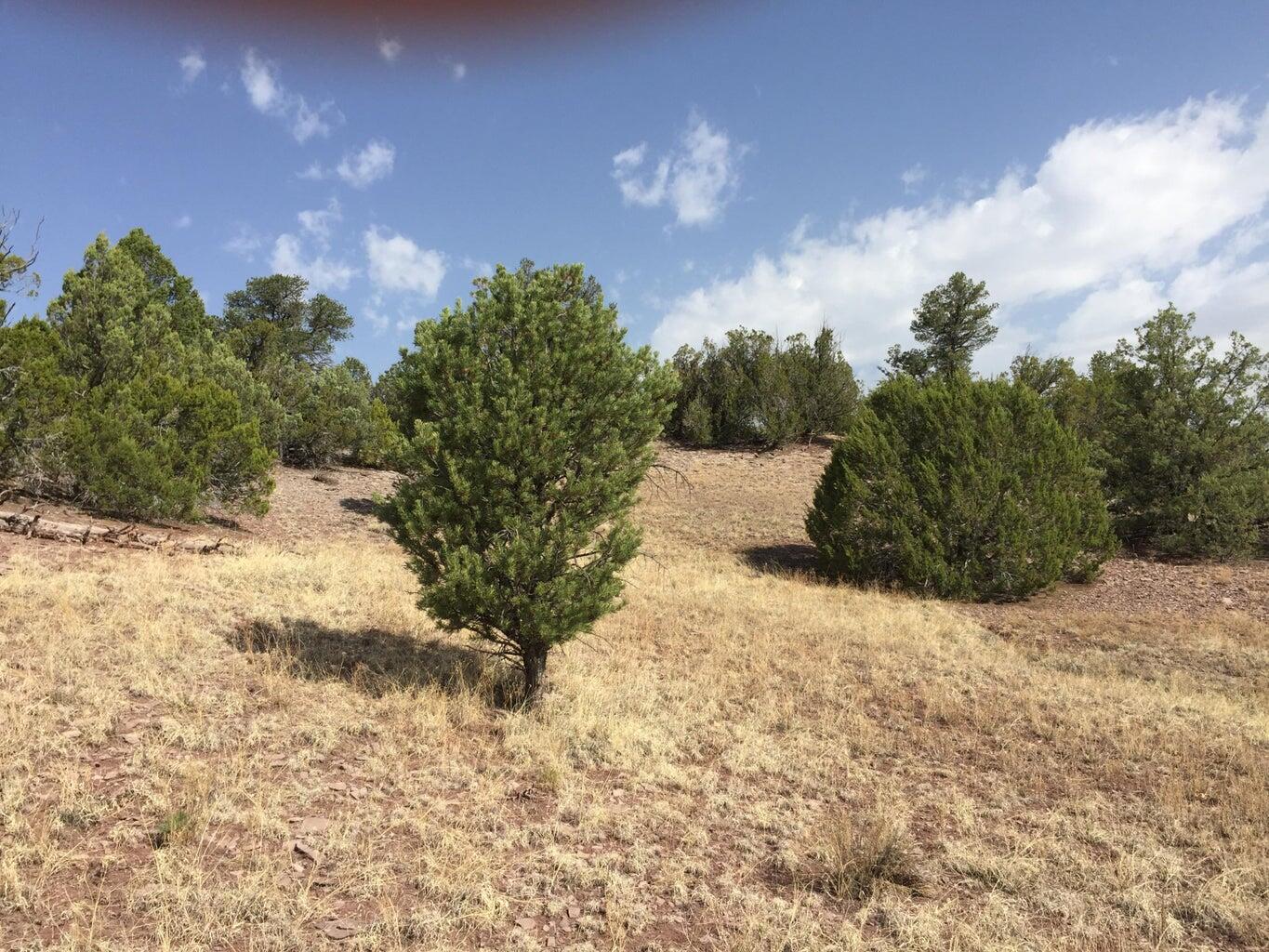 Photo 20 — Lot 3 Sunflower Drive
