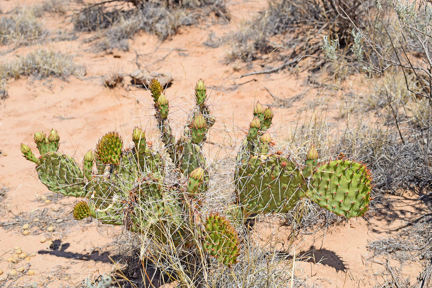 Photo 3 — Lot 23 Rio Grande Estates U