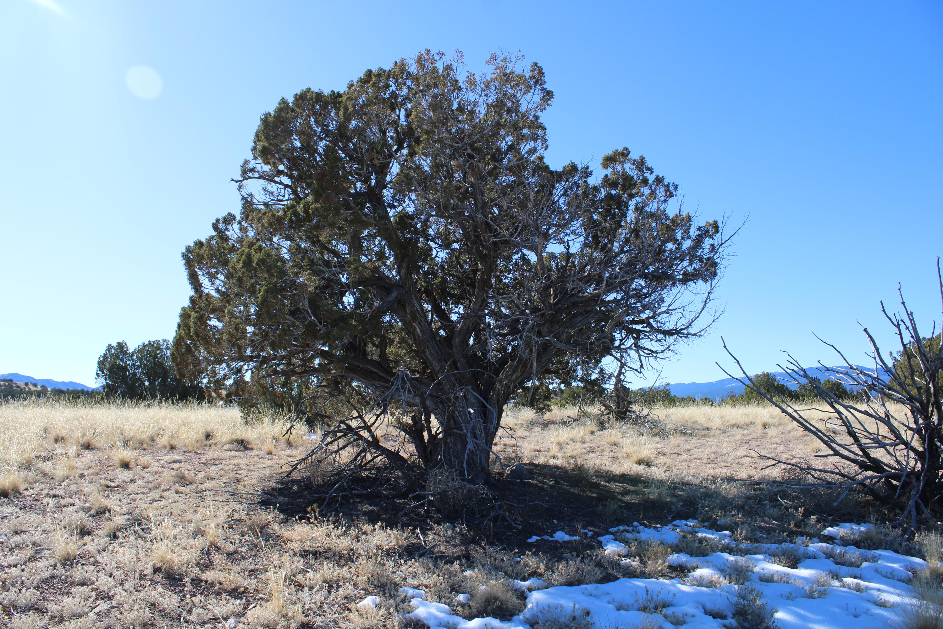 105 Acres Demetrio Road, Sandia Park, NM 87047