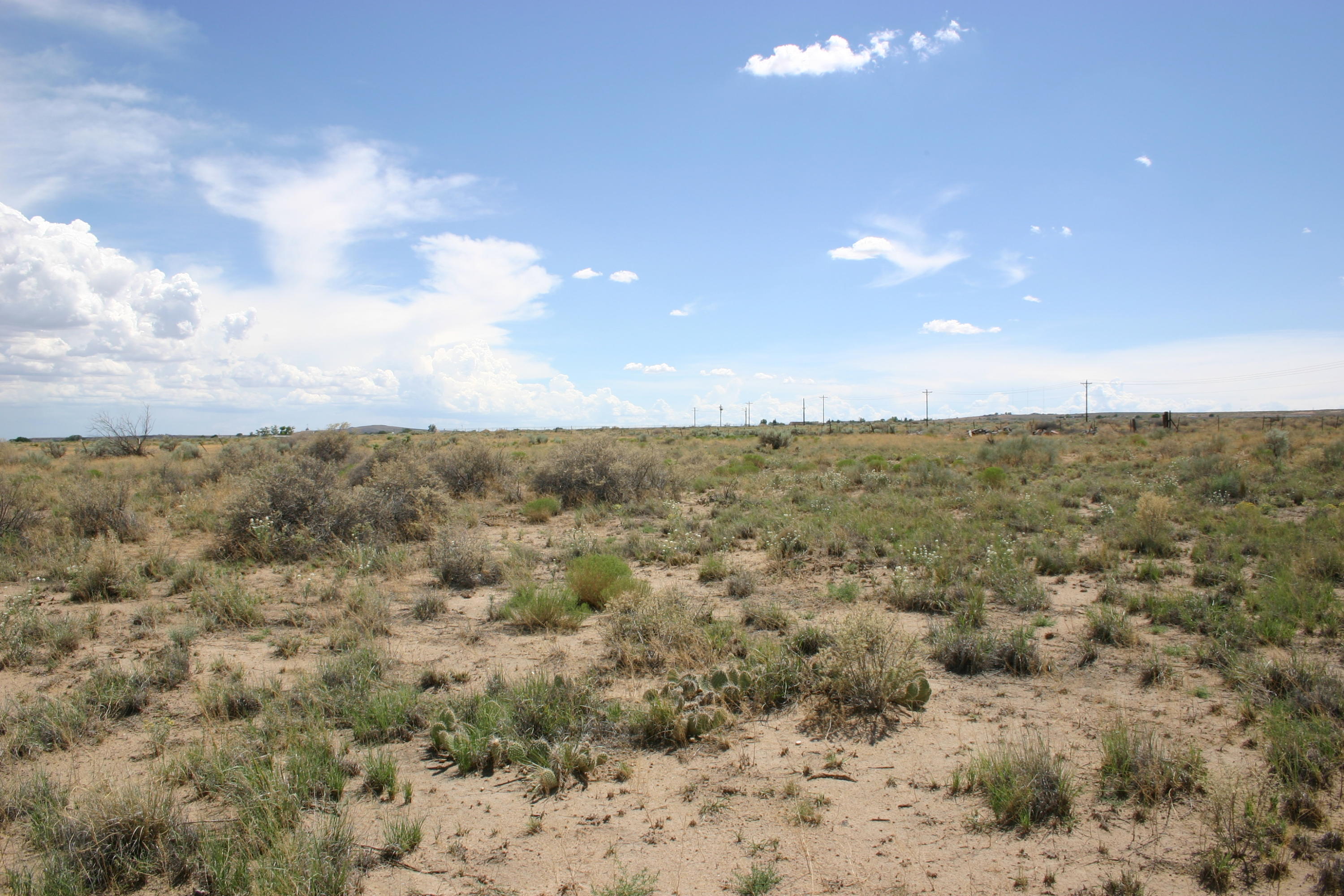 Photo 14 —  Off Pajarito (WF 9, 11, 12) Road SW