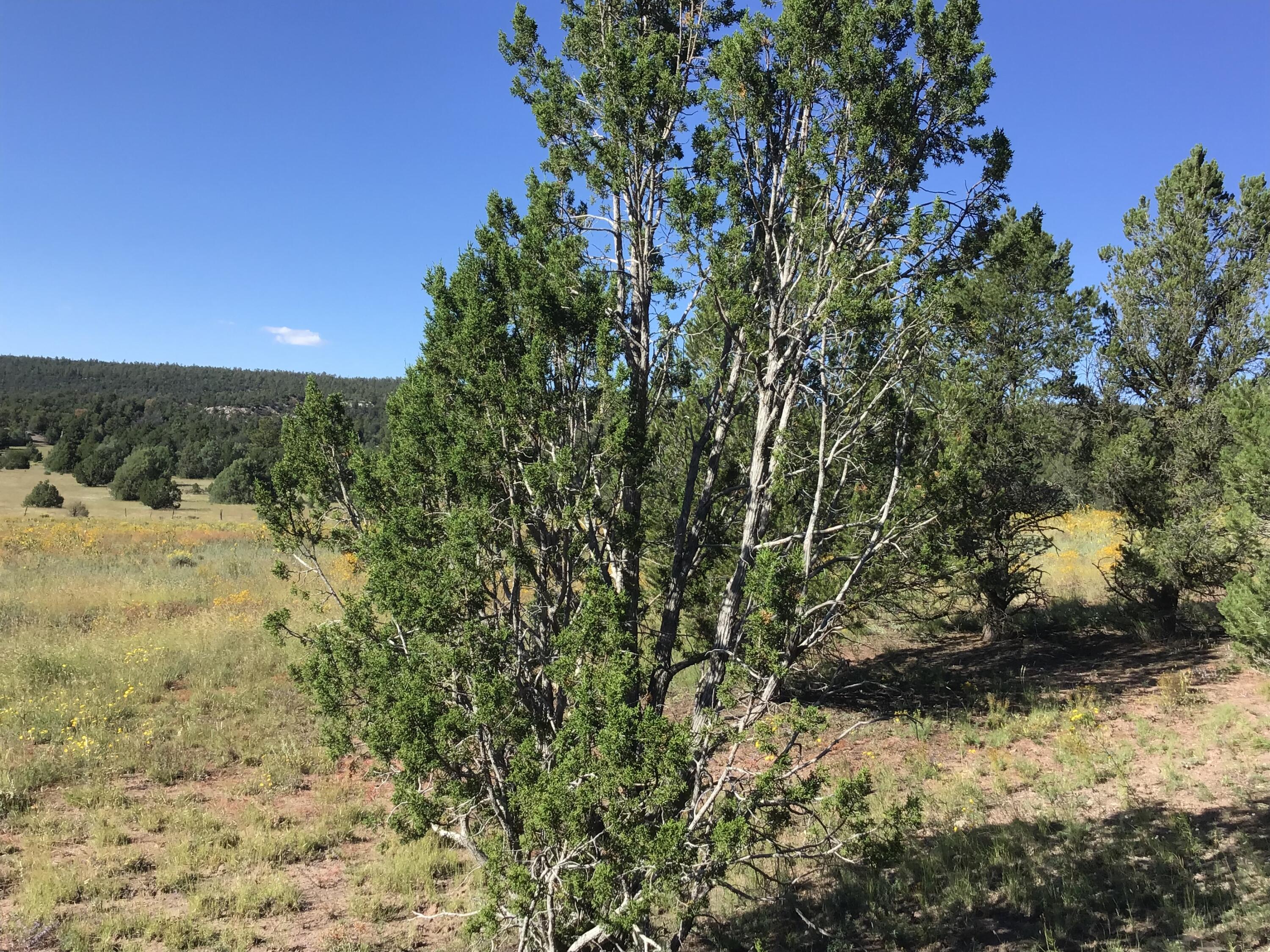 Photo 2 — Lot 14 E Elk Drive