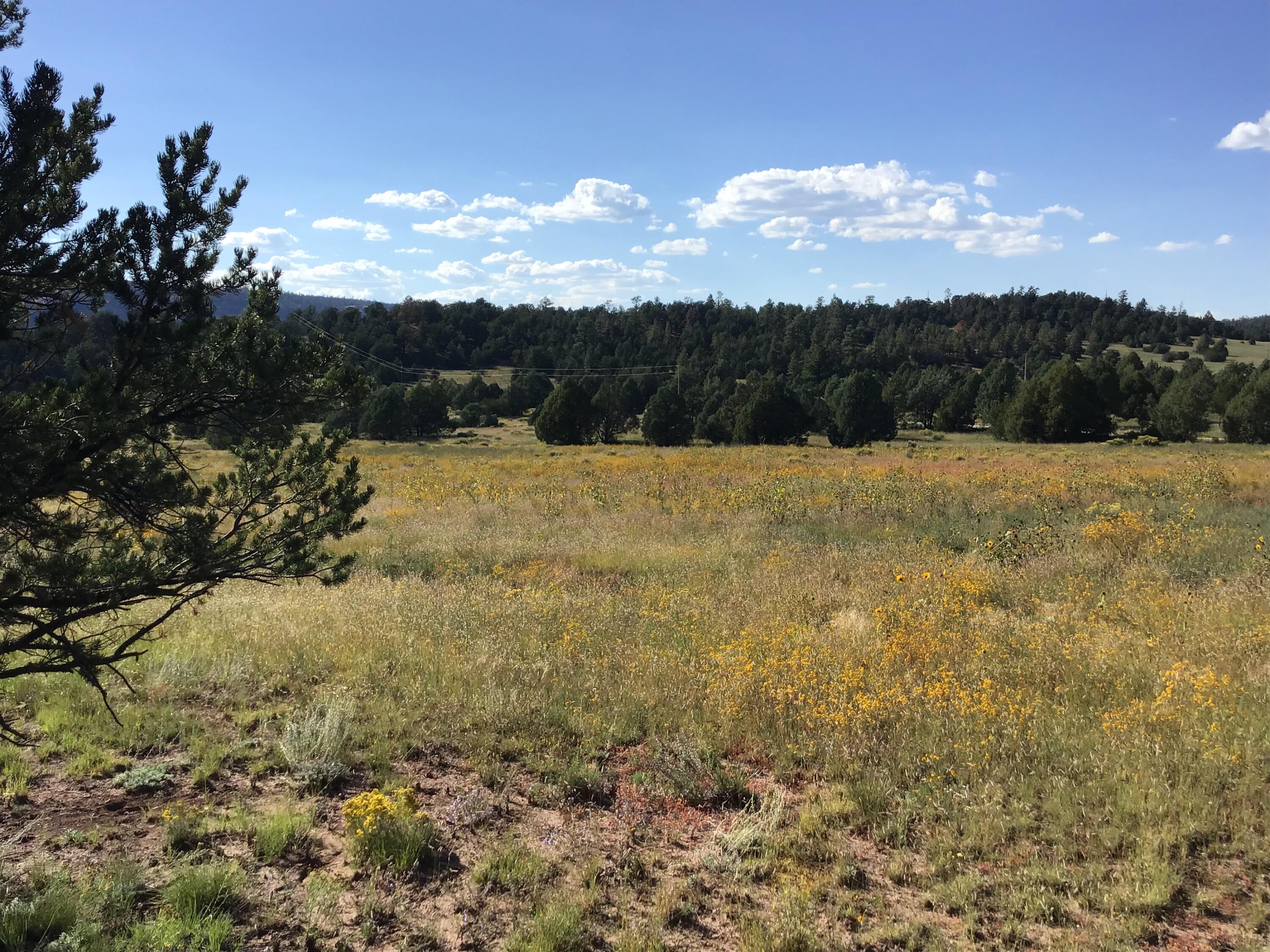 Photo 4 — Lot 14 E Elk Drive