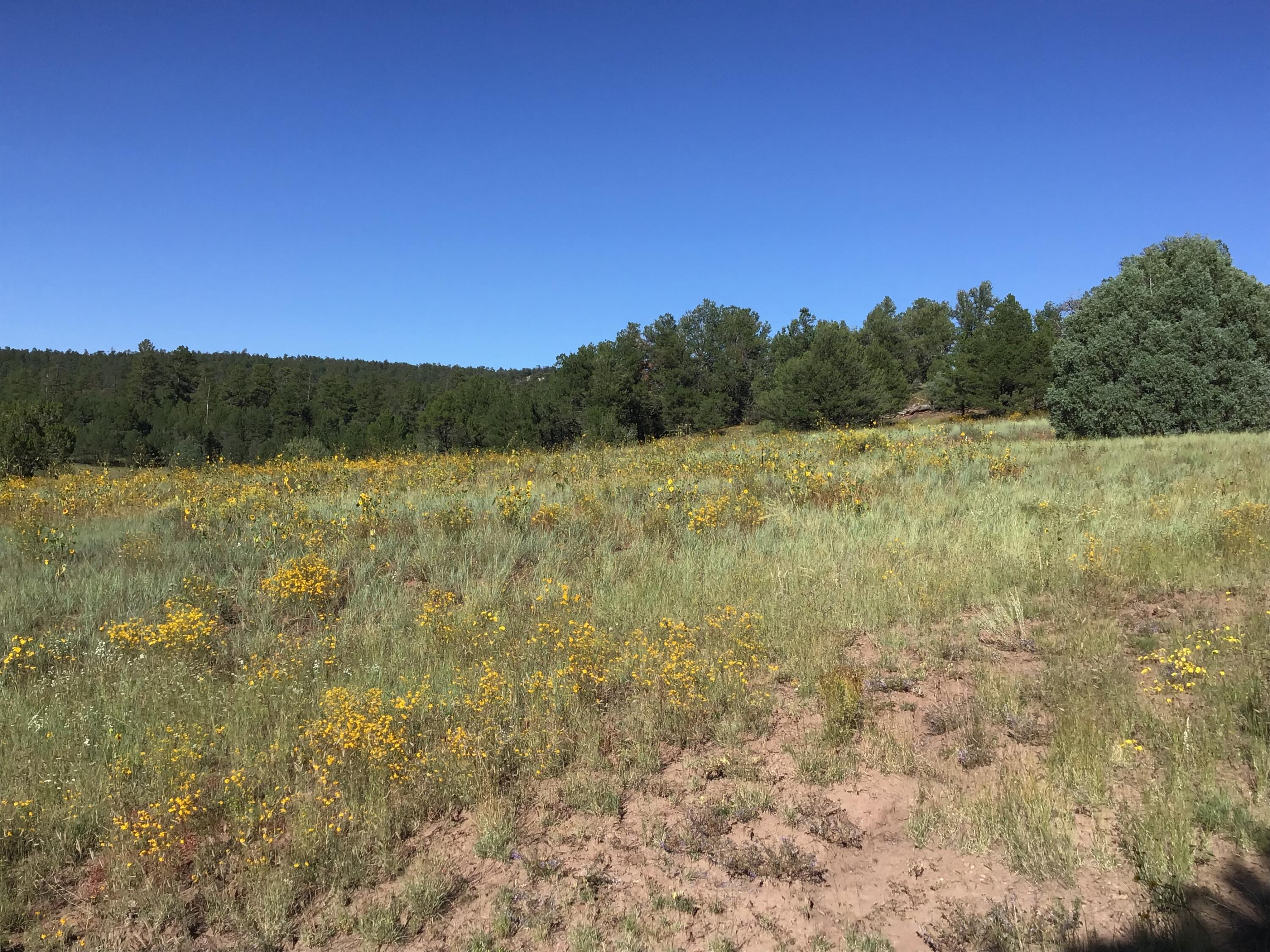 Photo 5 — Lot 14 E Elk Drive