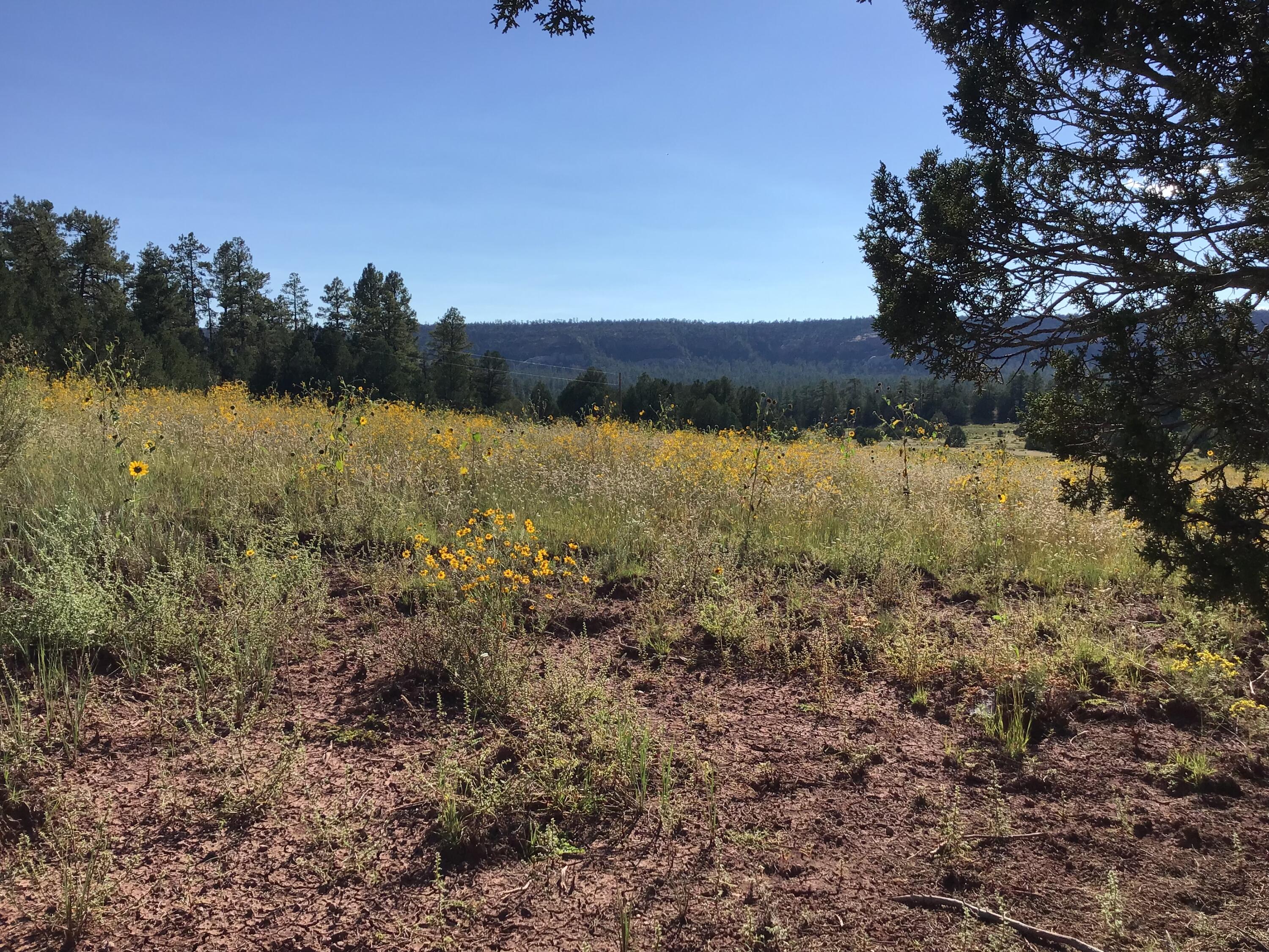 Photo 11 — Lot 14 E Elk Drive