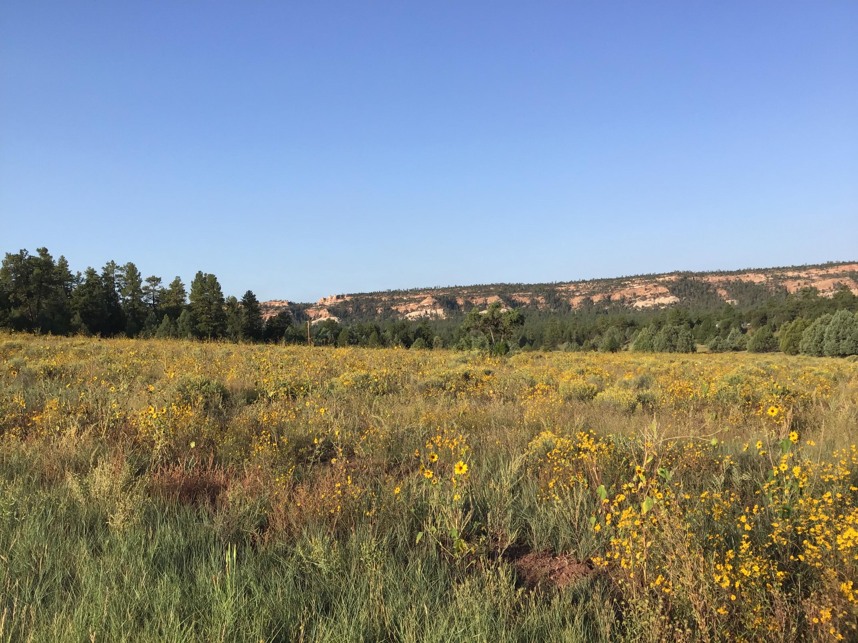 Photo 14 — Lot 14 E Elk Drive