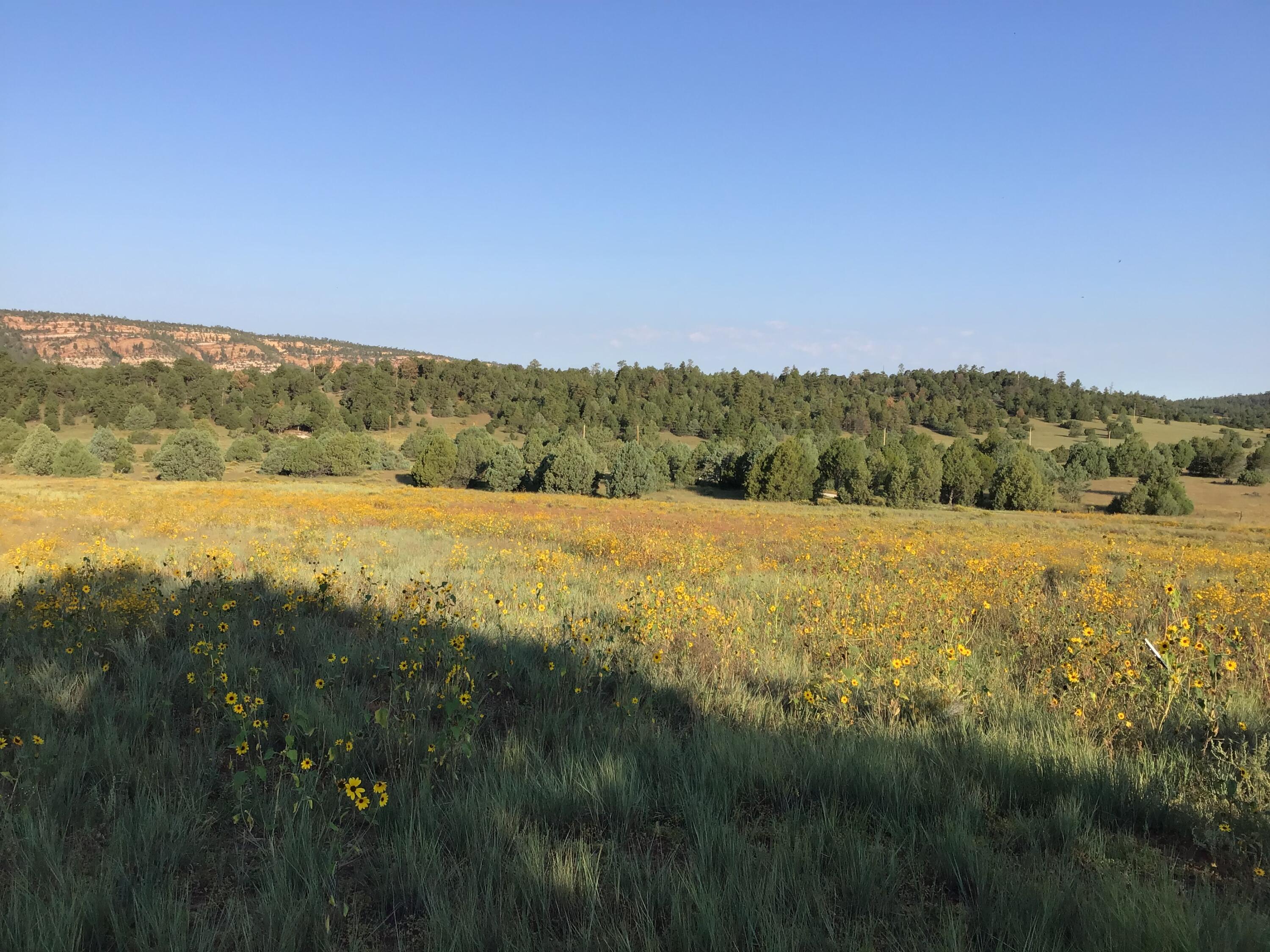 Photo 16 — Lot 14 E Elk Drive