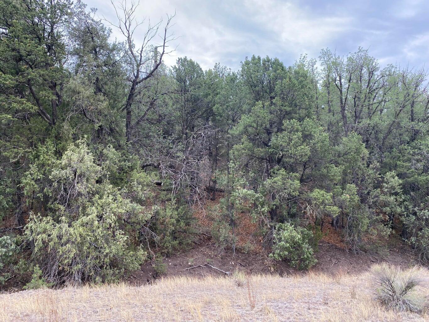 Photo 19 — Lot 23 Sunflower Drive