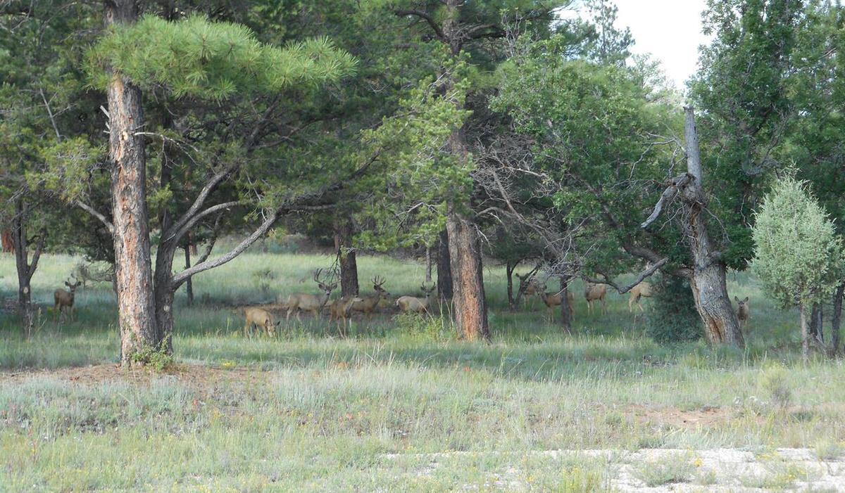 Photo 11 — Lot 10 Sagebrush Road