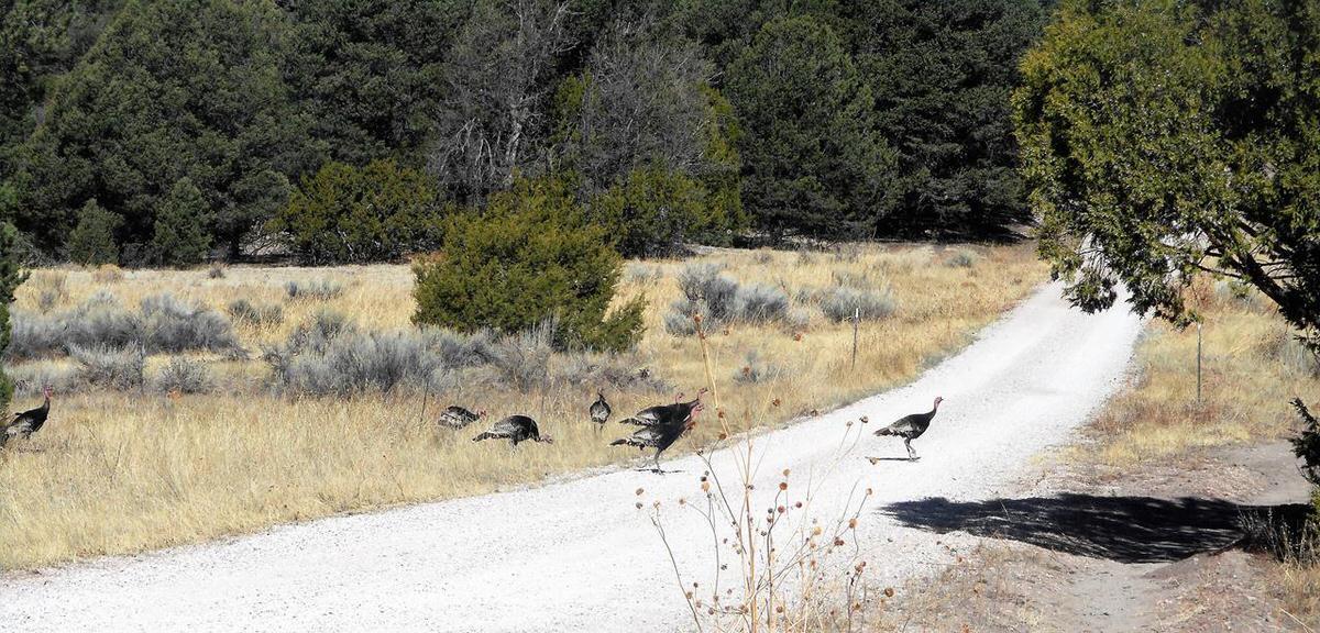 Photo 15 — Lot 10 Sagebrush Road