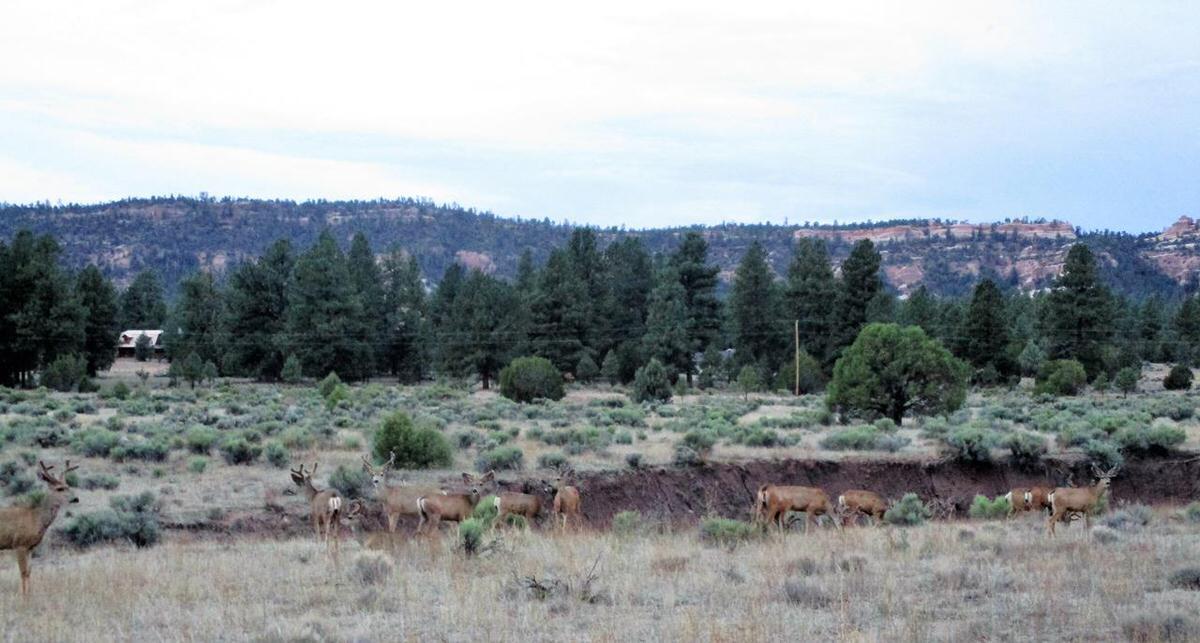 Photo 17 — Lot 10 Sagebrush Road