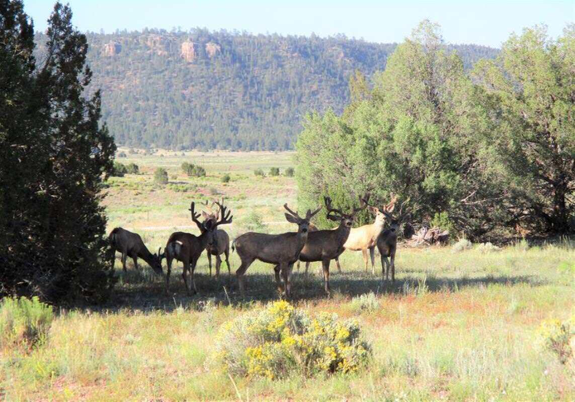 Photo 20 — Lot 10 Sagebrush Road