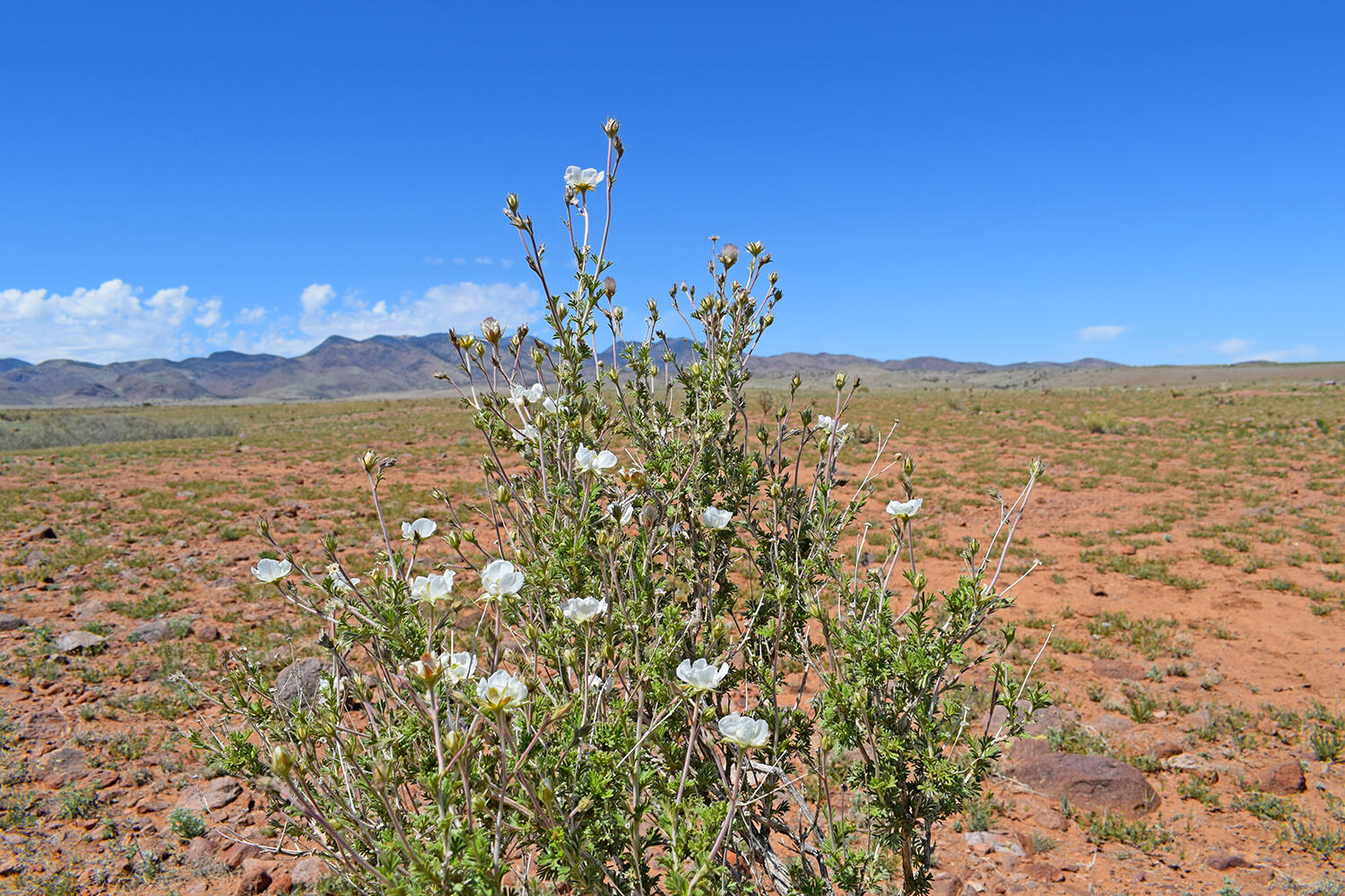 Photo 16 — Lot 141 Desert Highlands Road