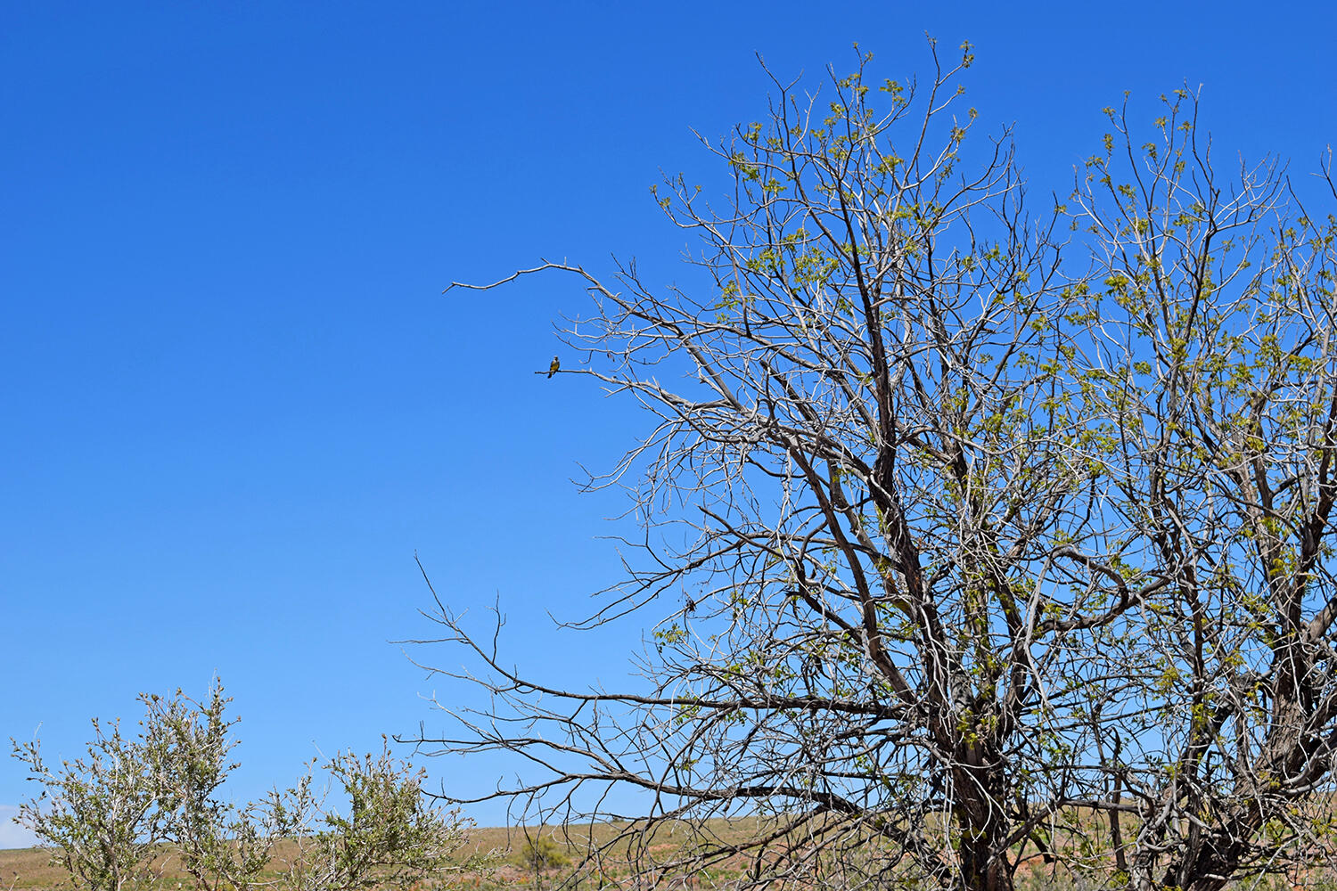 Photo 11 — Lot 141 Desert Highlands Road