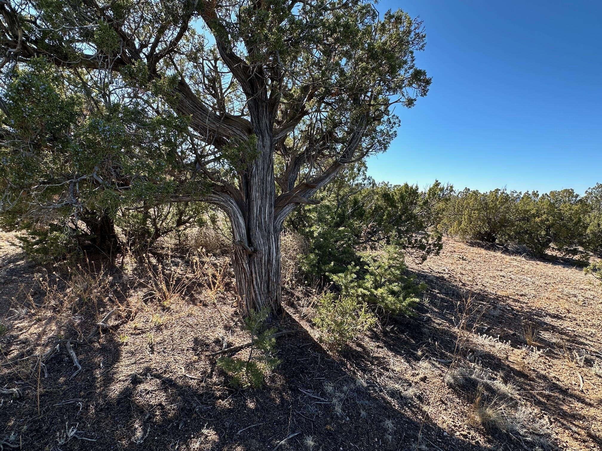 Photo 11 — 45 Stagecoach Trail