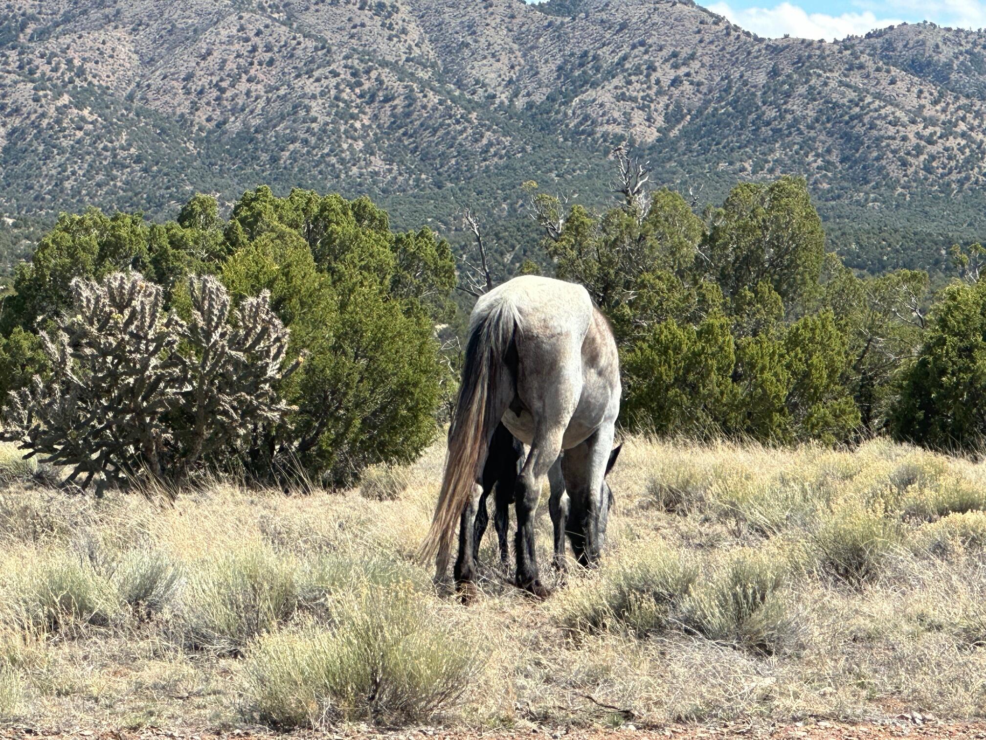 Photo 12 — 64 GOLD MINE Trail
