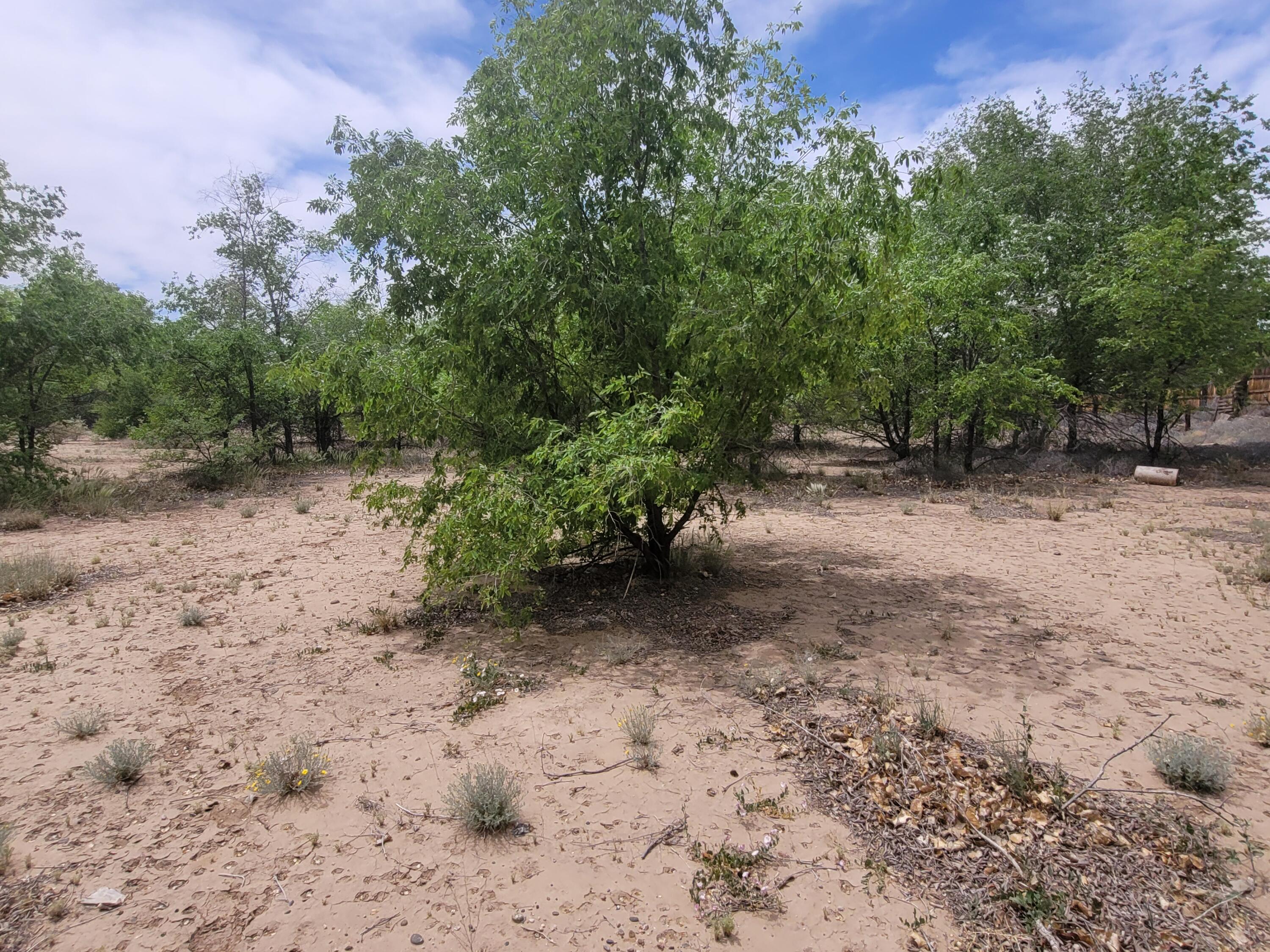 Photo 2 — 241 El Cerro Lp
