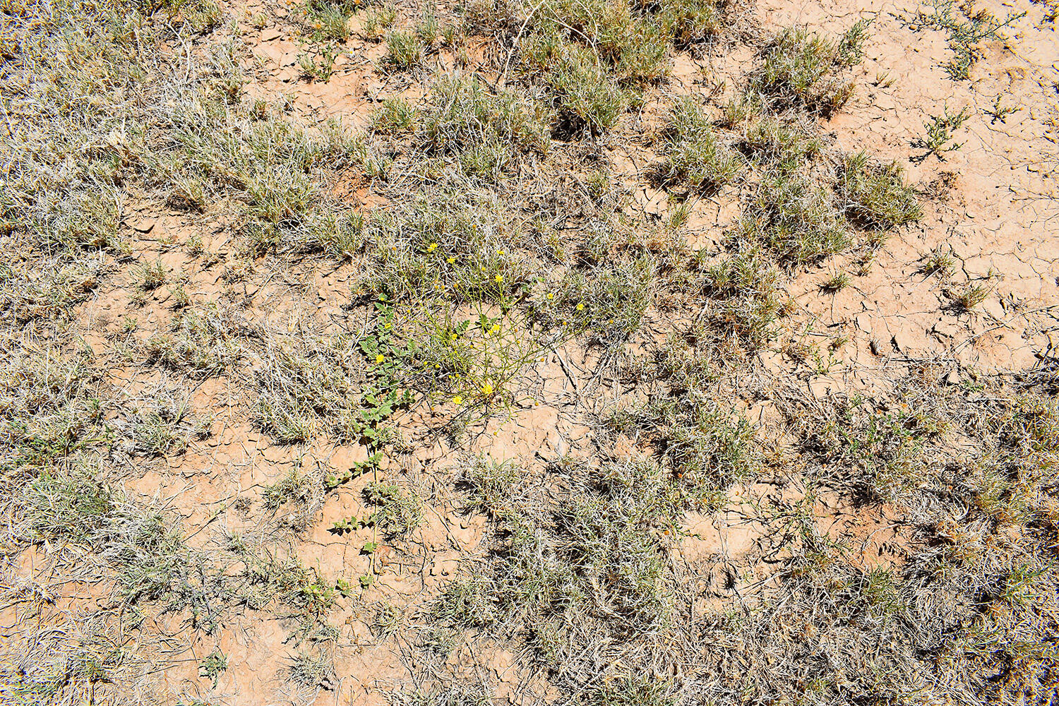 Photo 6 — Lot 105 Rancho Rio Grande 16e