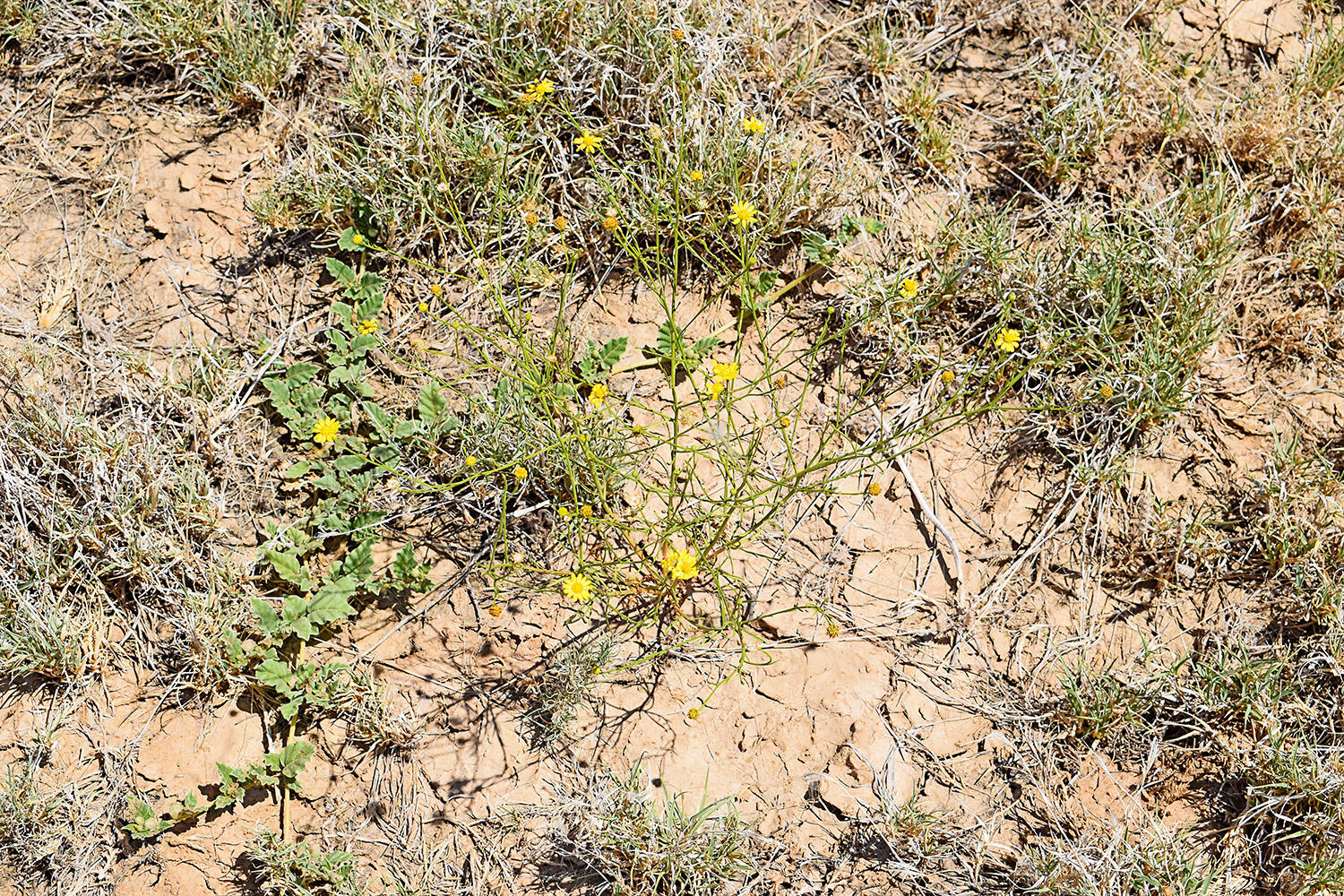 Photo 5 — Lot 105 Rancho Rio Grande 16e