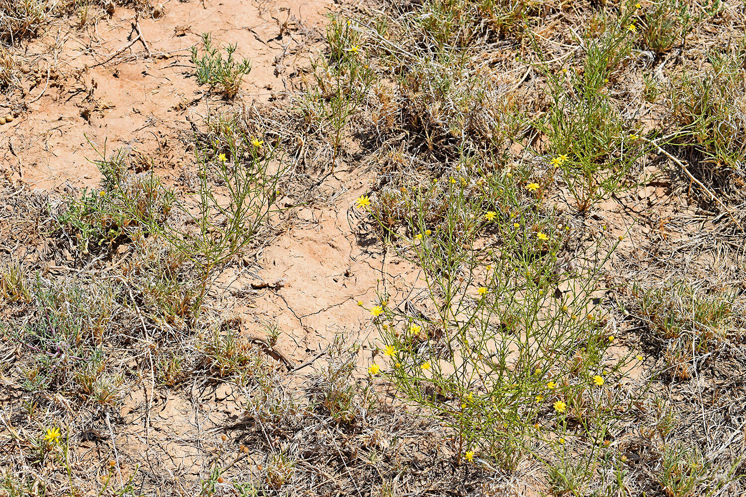 Photo 4 — Lot 105 Rancho Rio Grande 16e