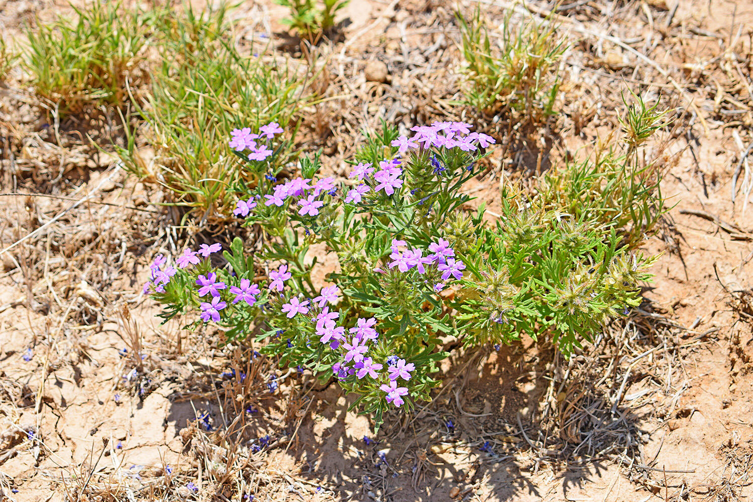Photo 3 — Lot 105 Rancho Rio Grande 16e