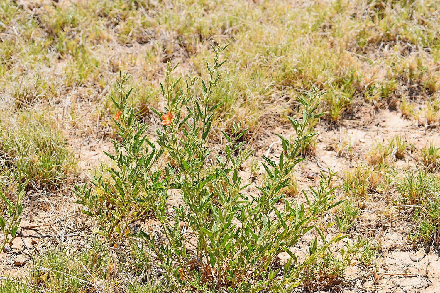 Photo 2 — Lot 105 Rancho Rio Grande 16e