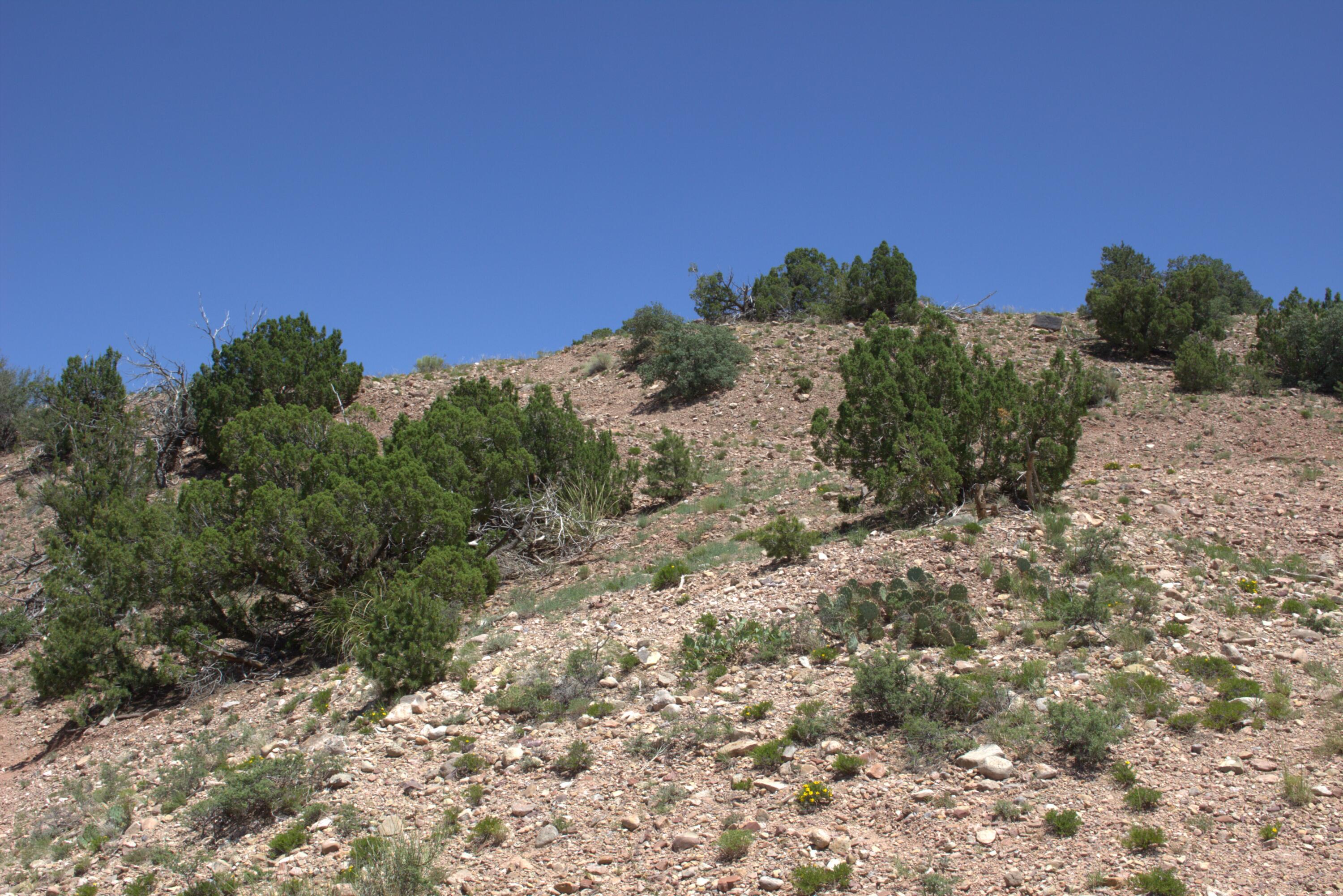 Photo 9 —  Tres Amigos
