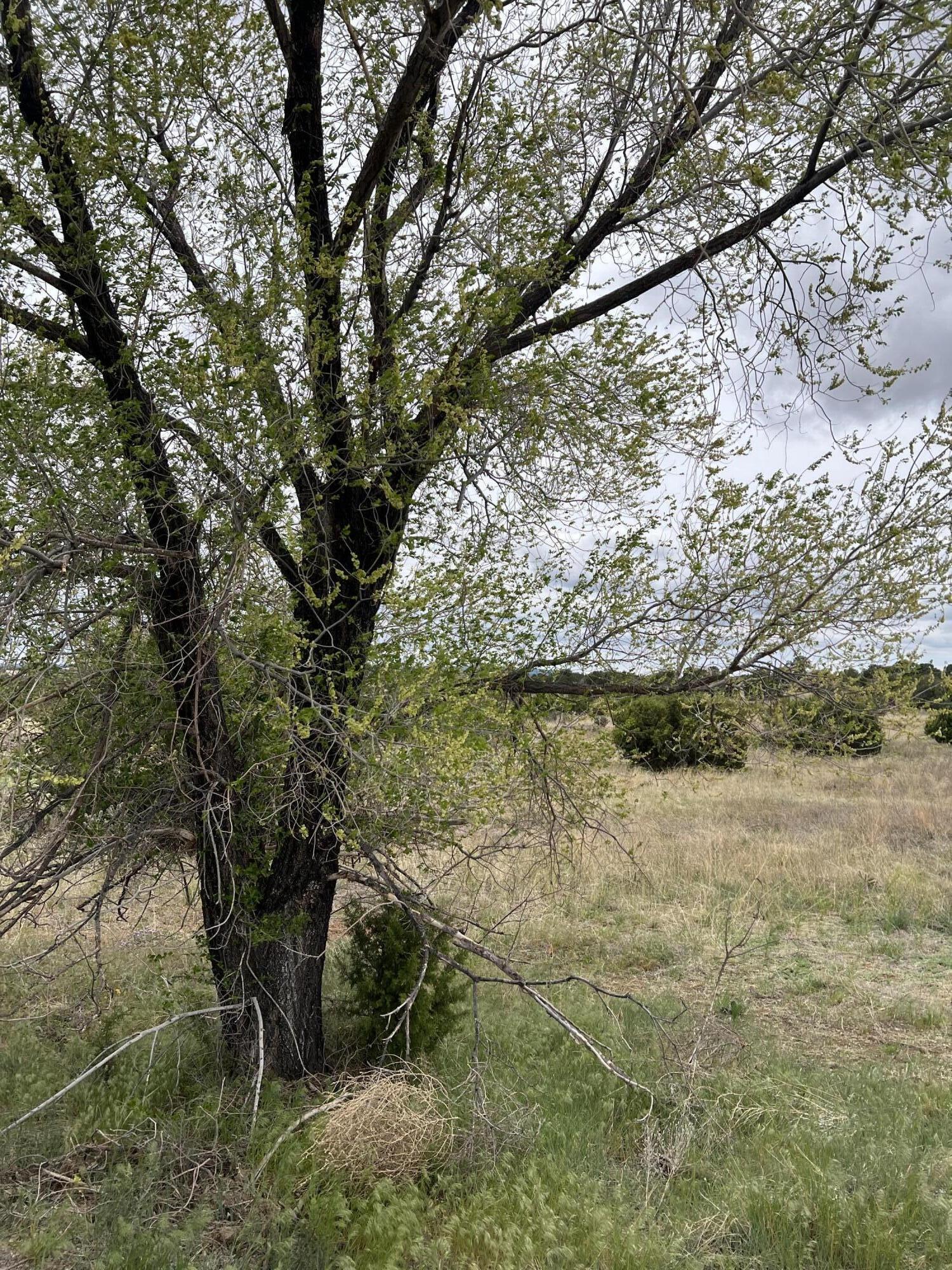 Photo 10 — 36 Entranosa Lane