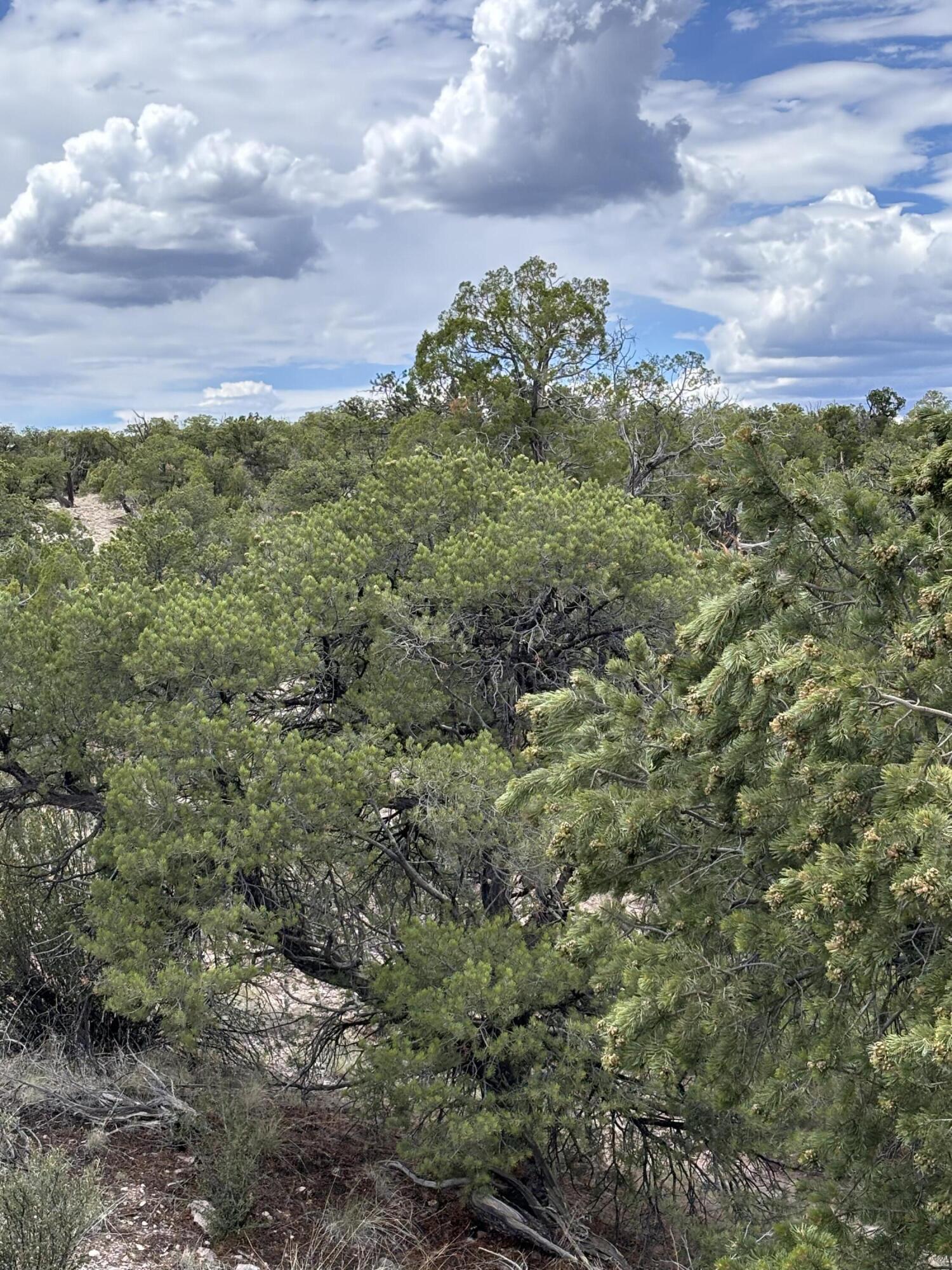 Lot 43 Abbe Spings, Magdalena, NM