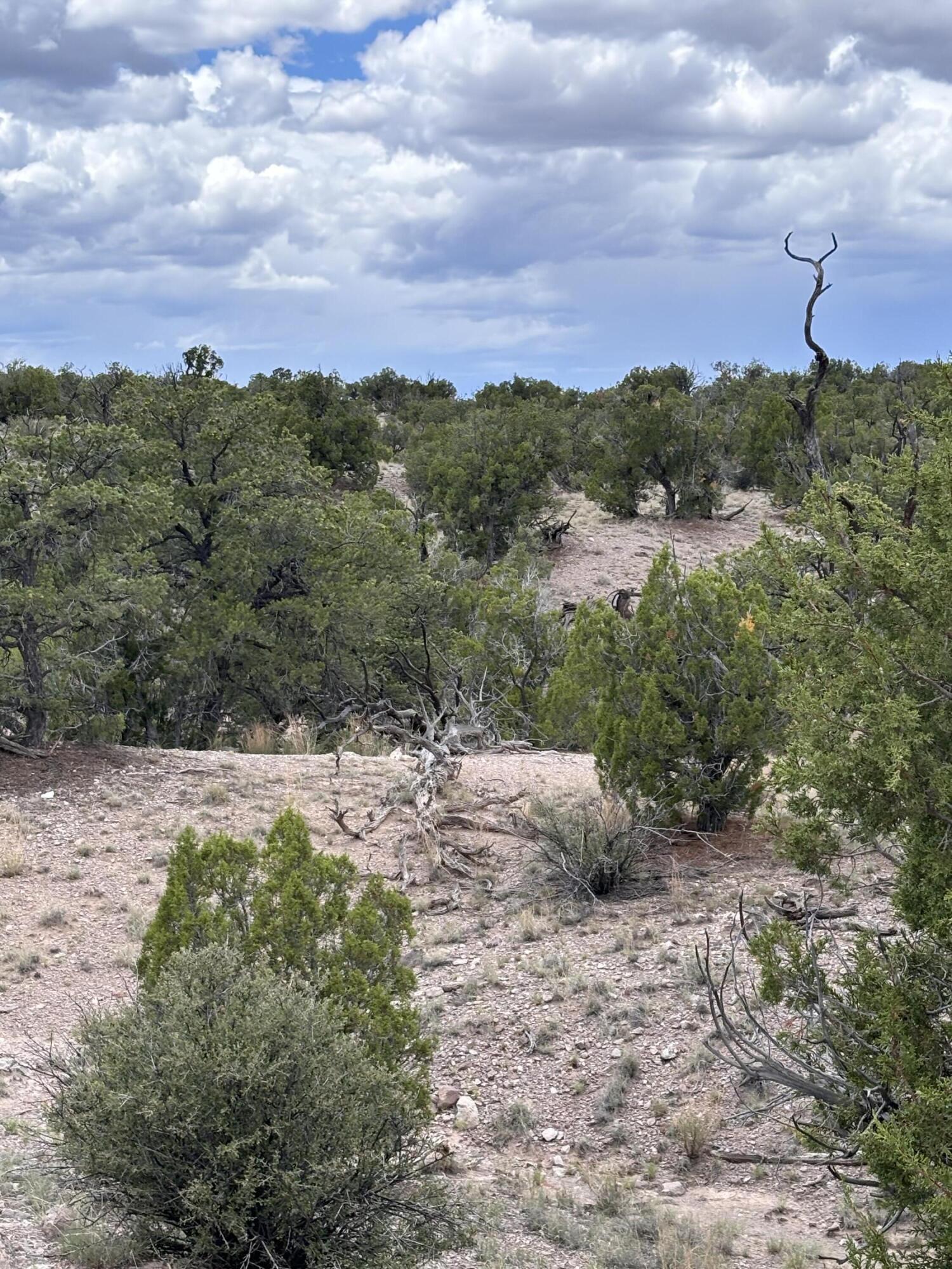 Photo 16 — Lot 43 Abbe Spings