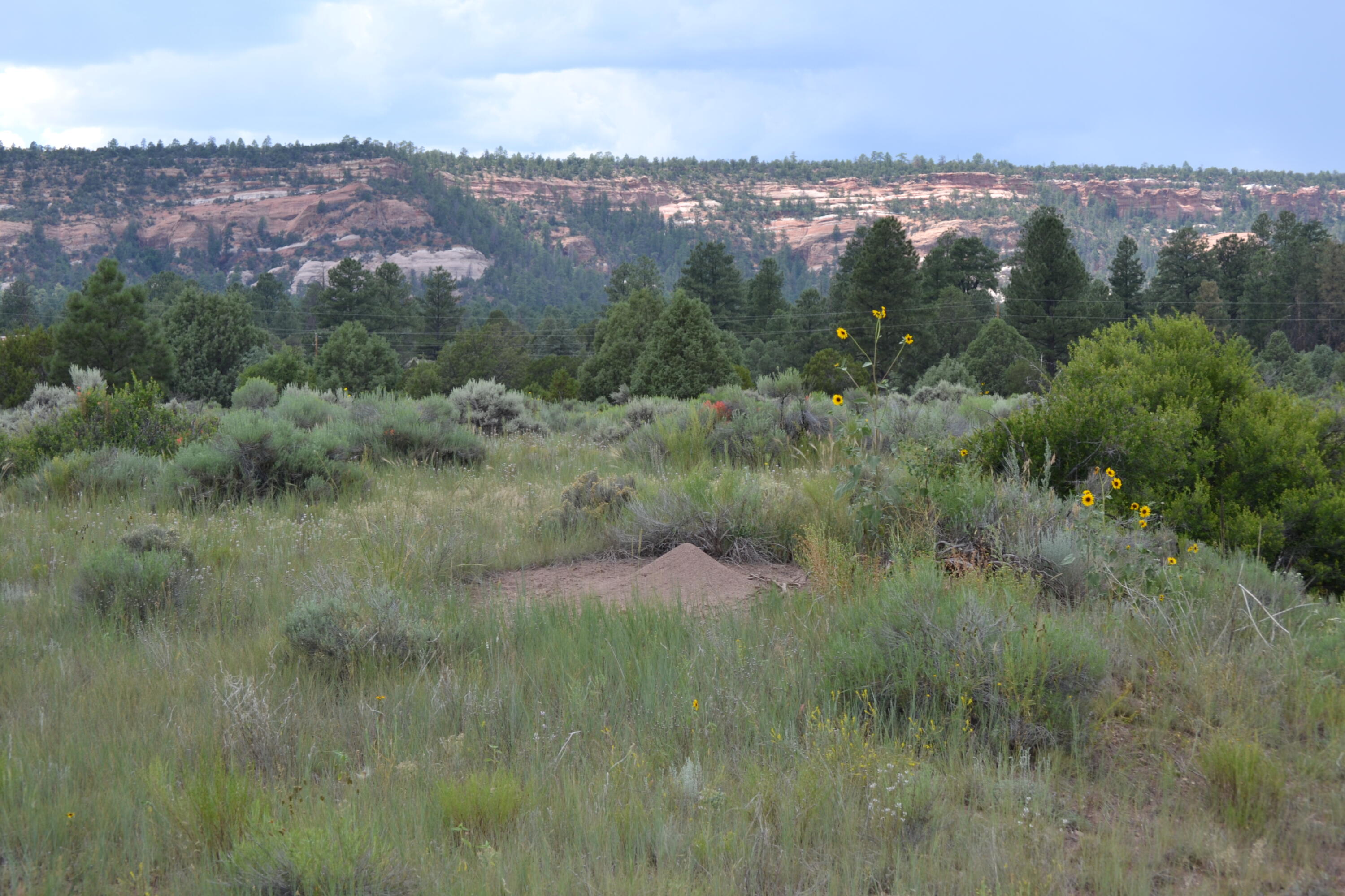 Photo 9 —  Timberlake Ranch