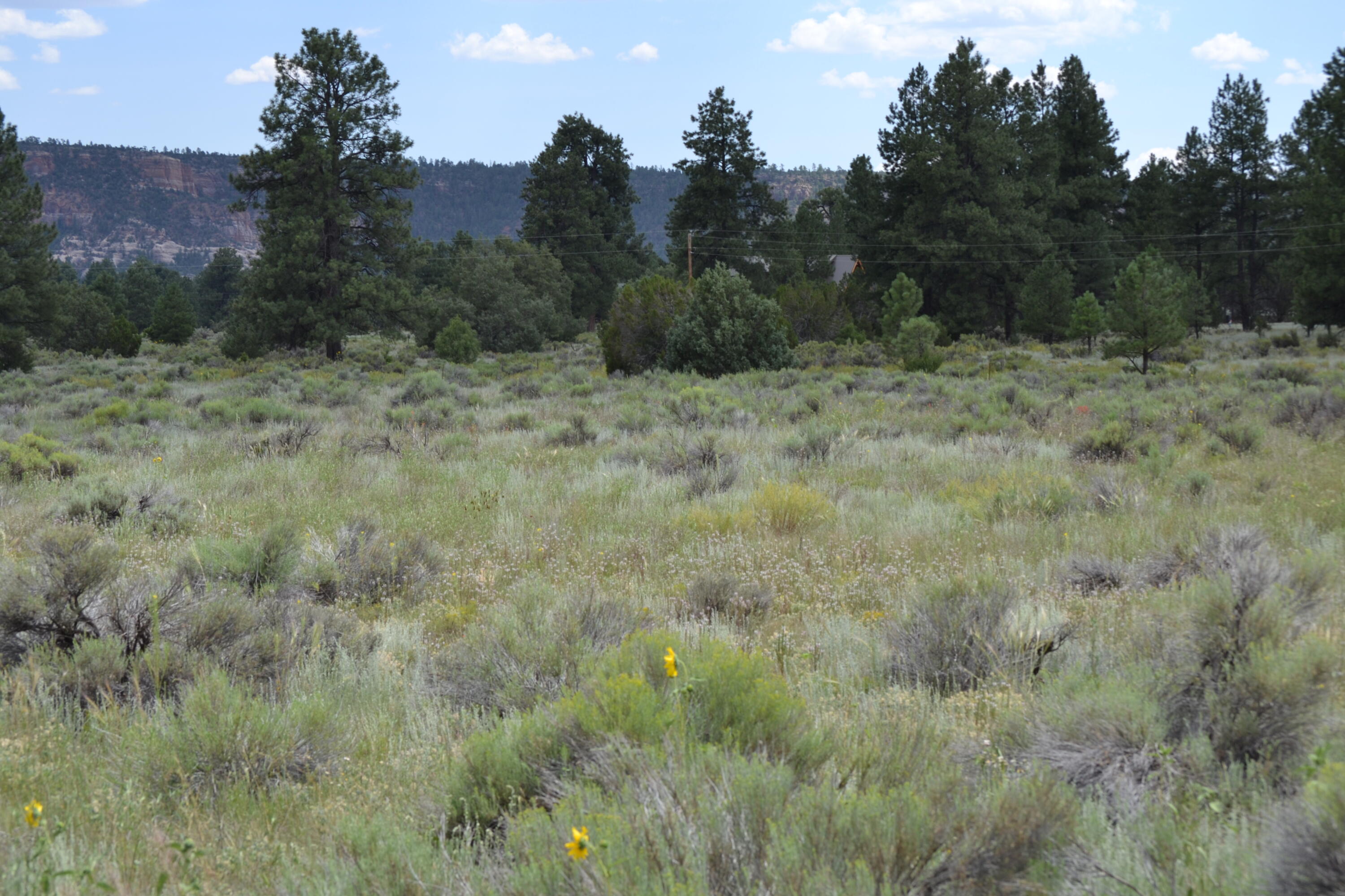 Photo 8 —  Timberlake Ranch