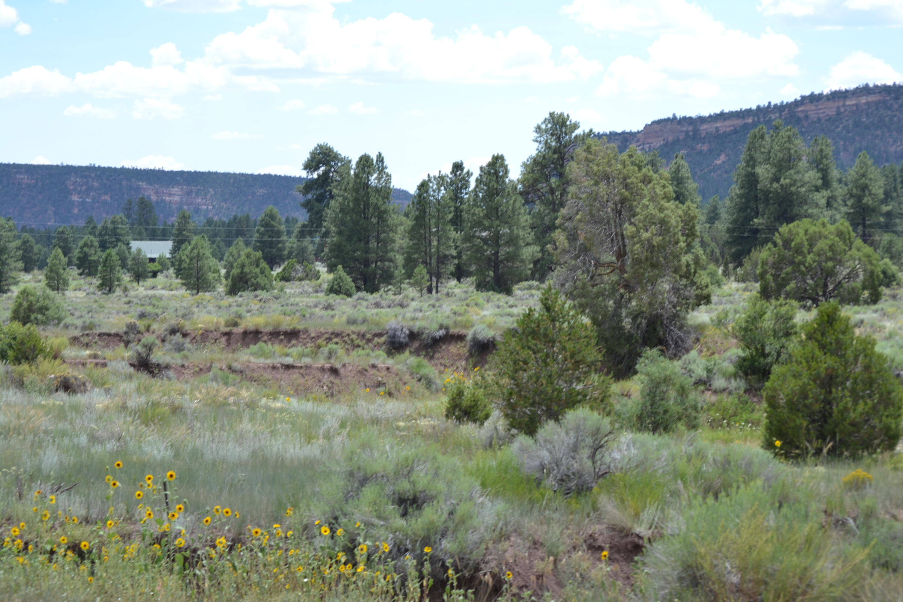 Photo 7 —  Timberlake Ranch