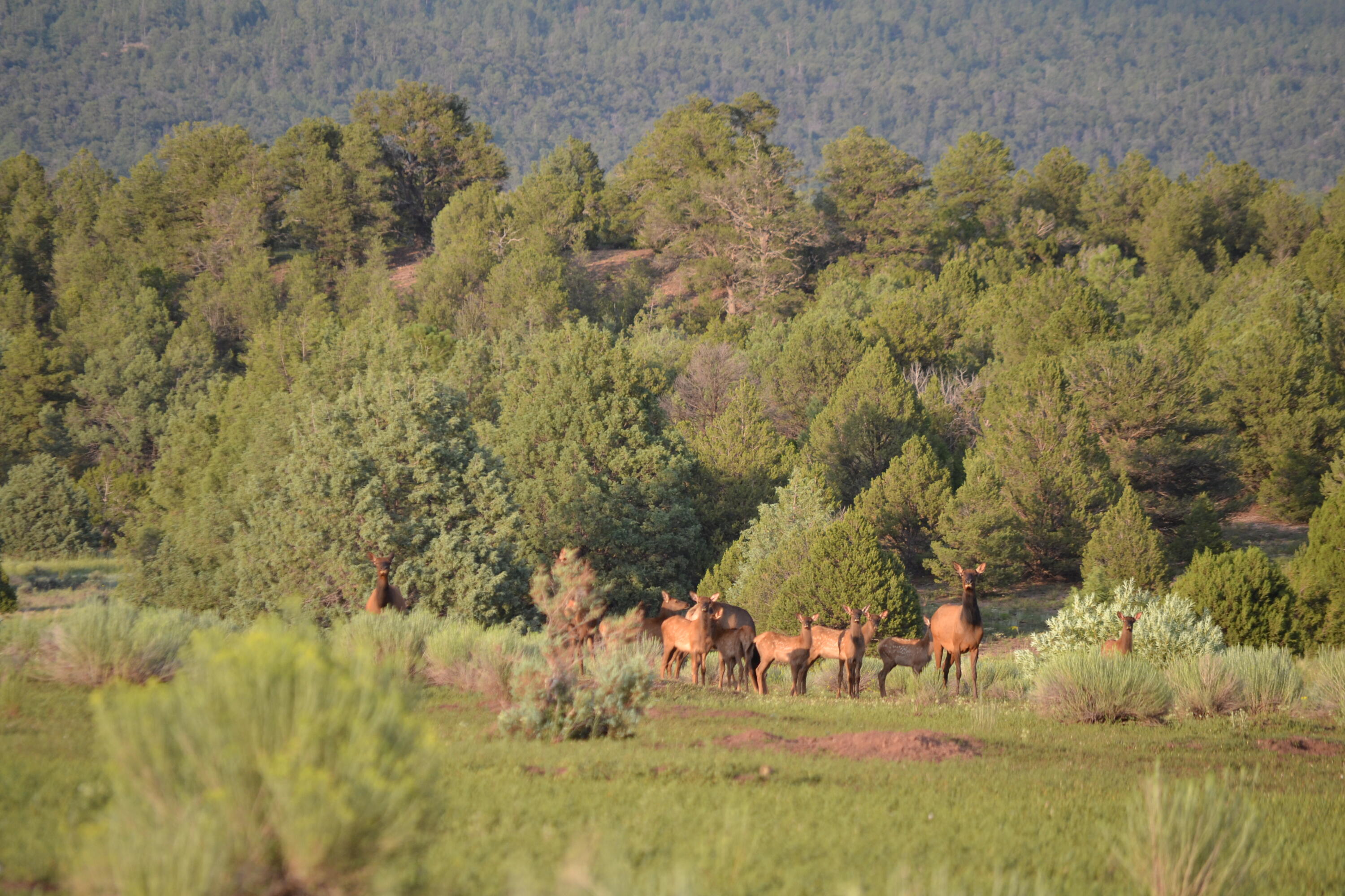 Photo 4 —  Timberlake Ranch