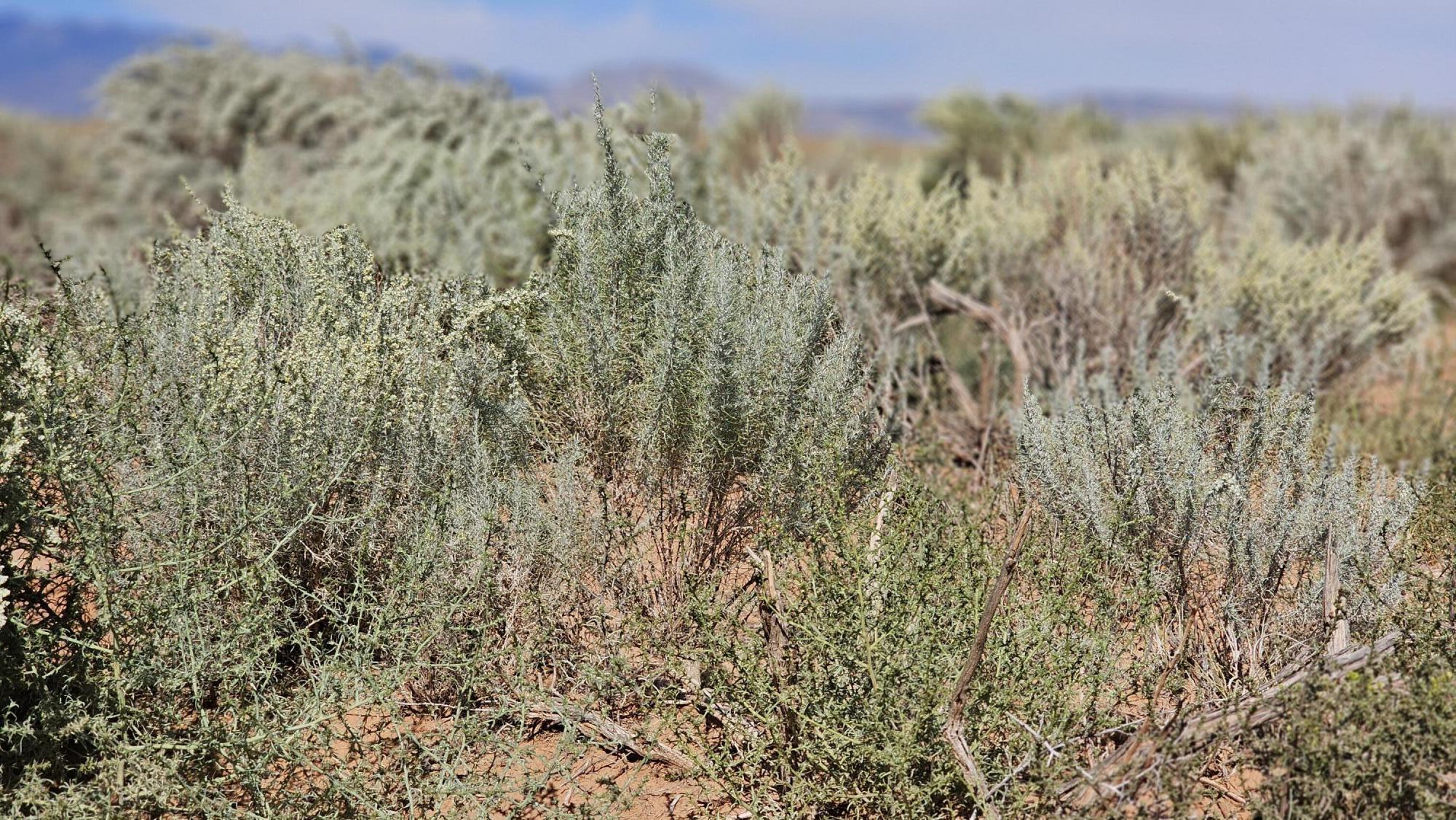 Photo 3 — Vl Tierra Grande Lot 3 Block 14 12