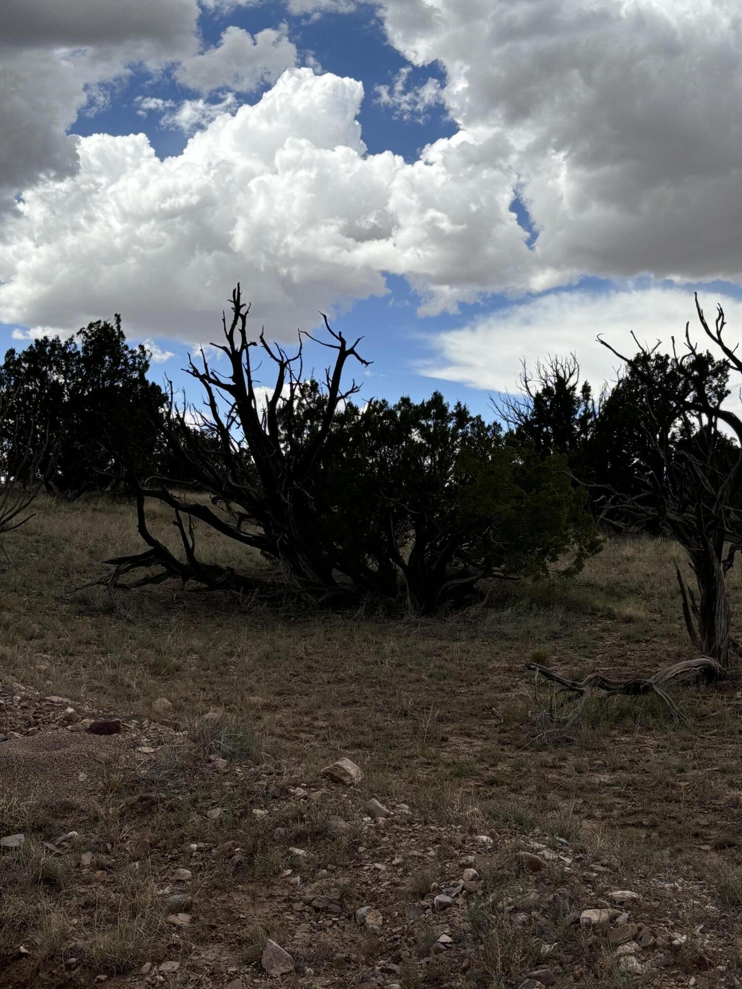 Photo 10 —  Lot 95 Abbe Springs