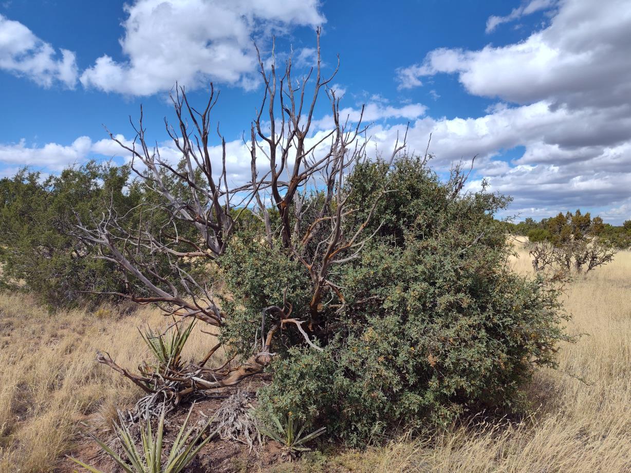 Photo 3 —  Golf Course Road
