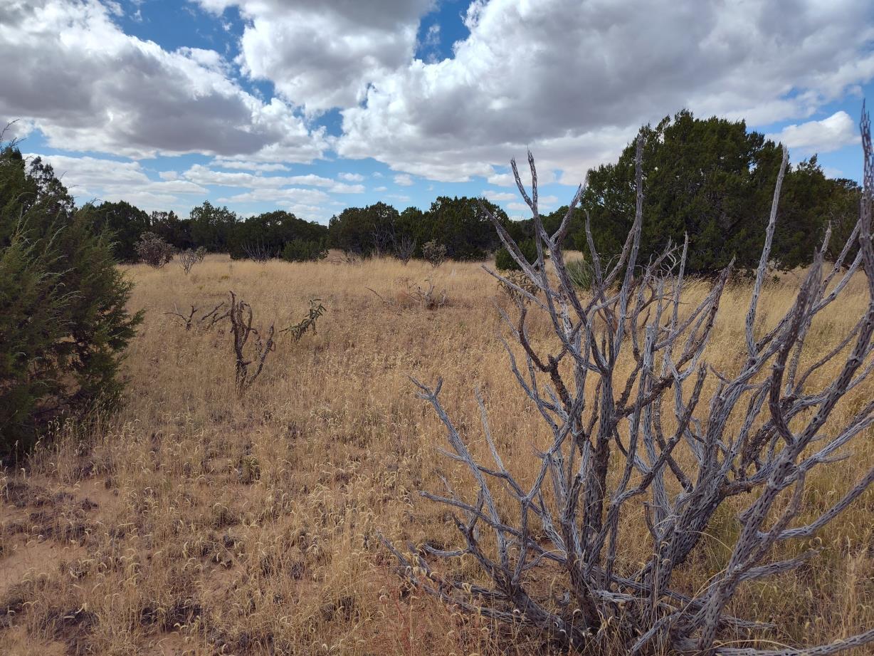 Photo 7 —  Golf Course Road