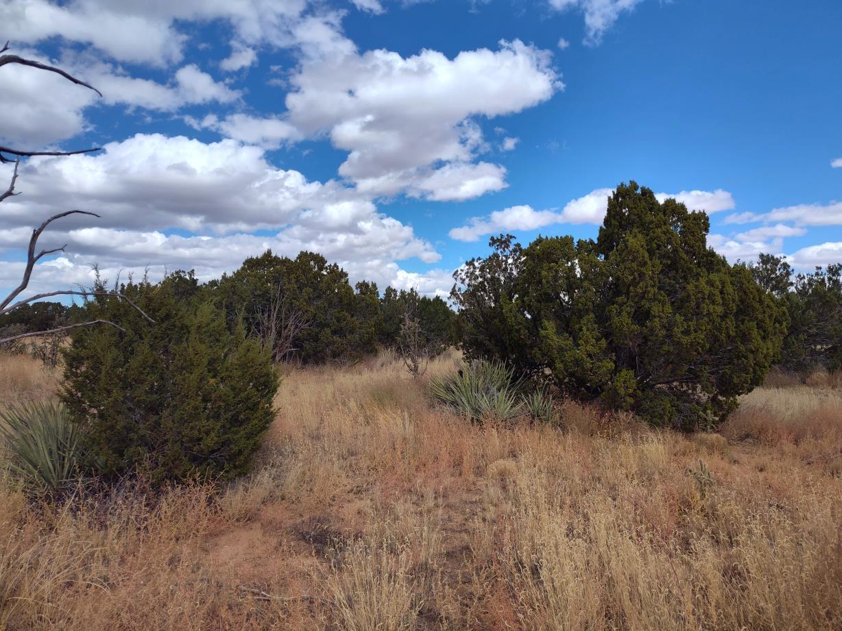 Photo 17 —  Golf Course Road