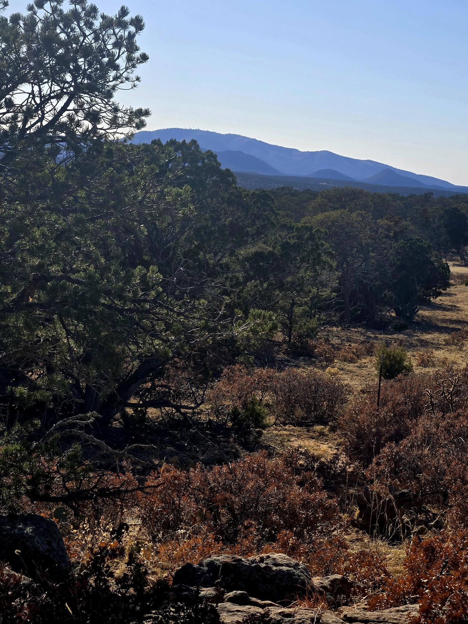 Photo 8 — Lot 6 Crow Bait Trail