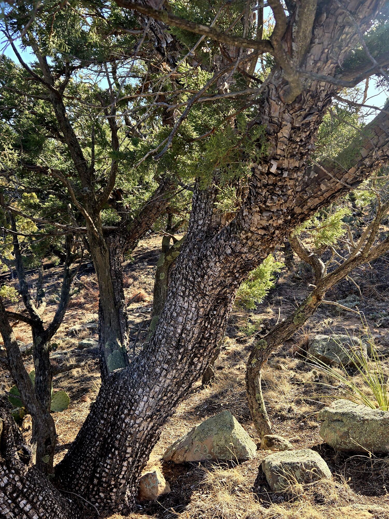 Photo 12 — Lot 6 Crow Bait Trail