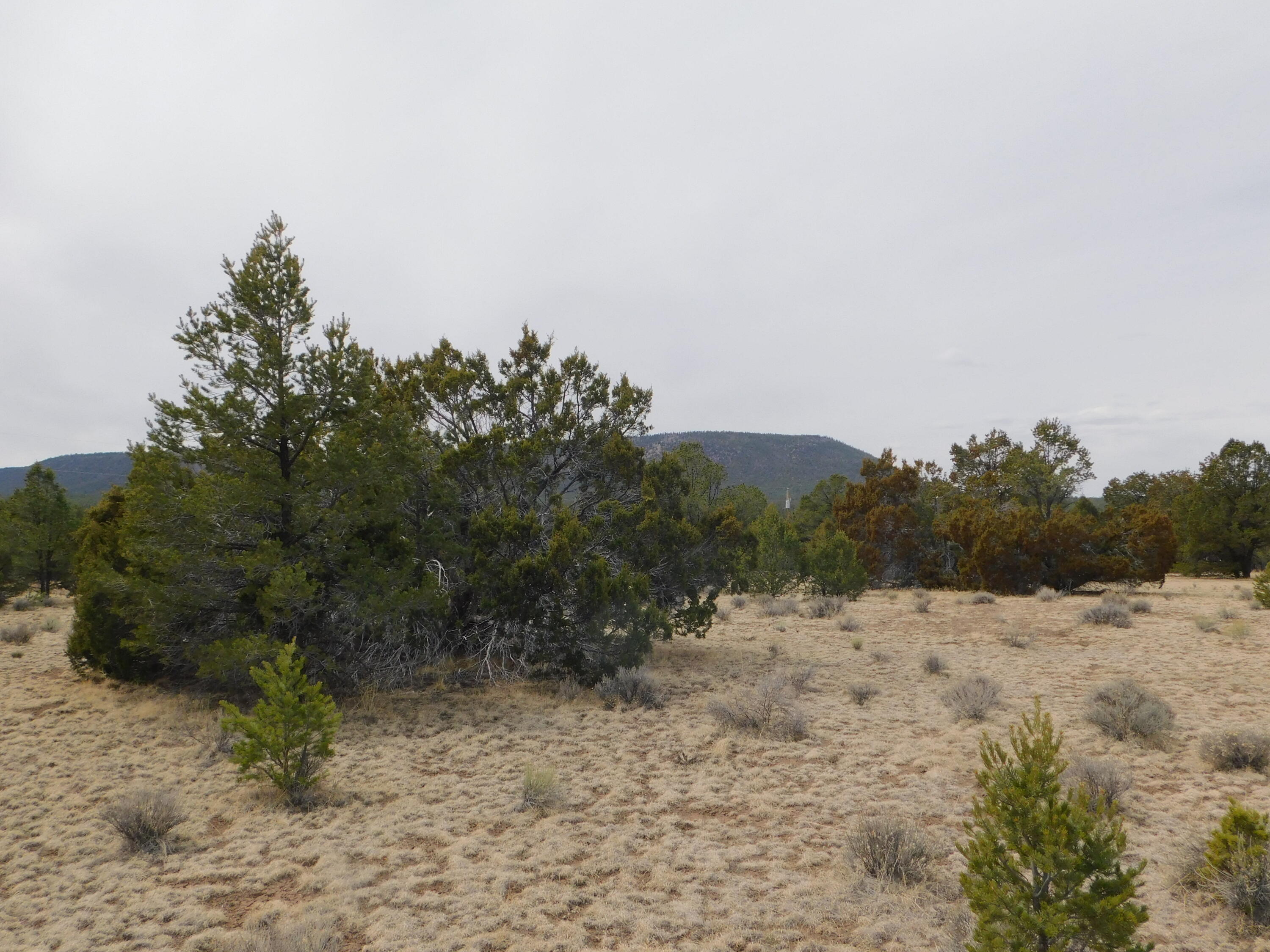 Photo 6 —  GILA DRIVE