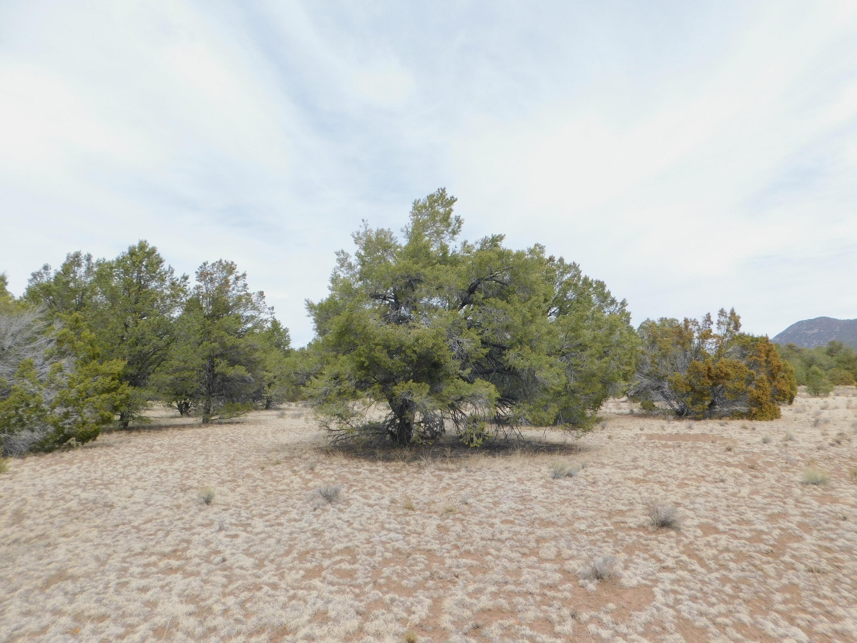 Photo 10 —  GILA DRIVE