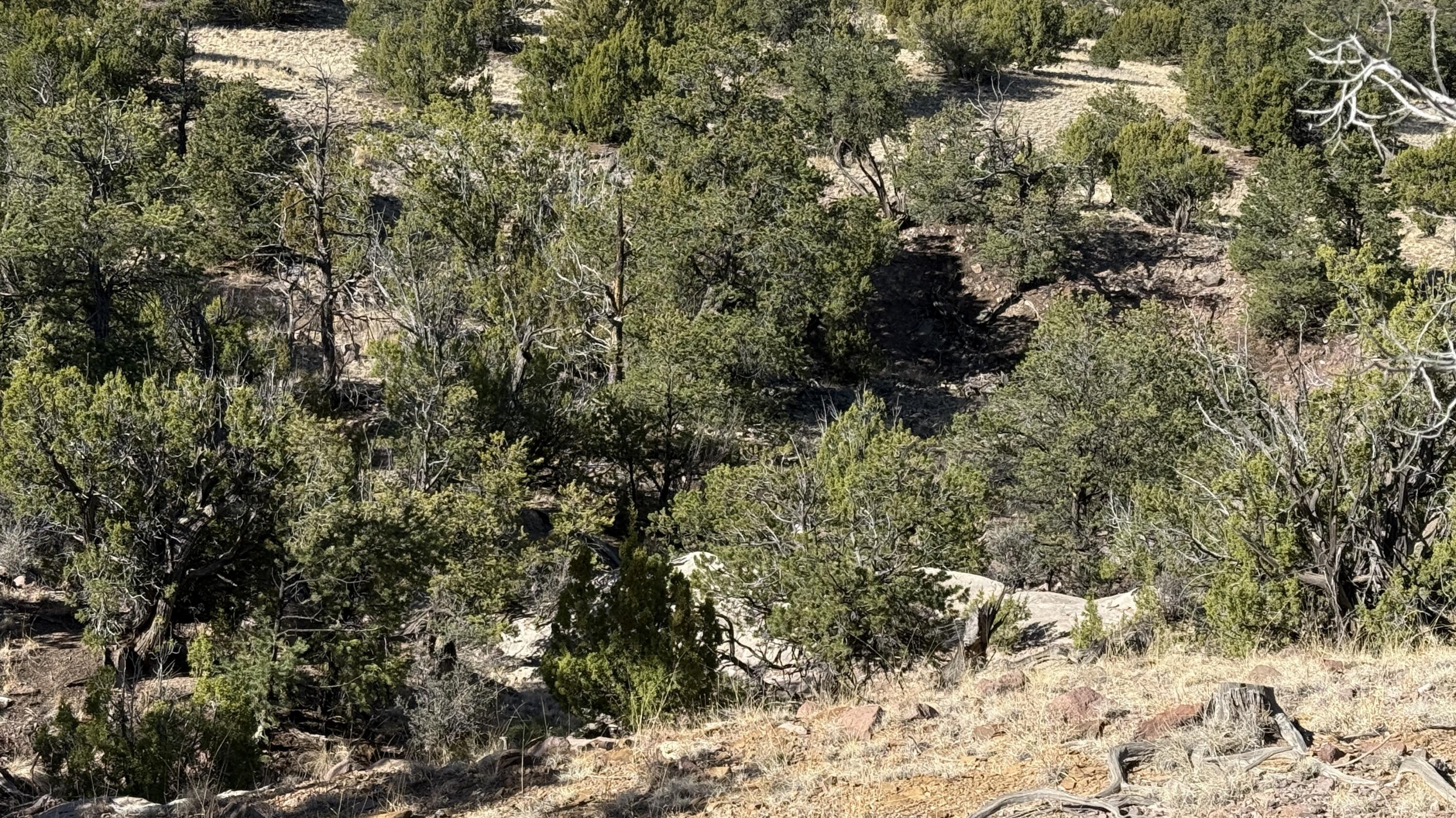 Photo 7 —  Lot 21 Pinon Springs Ranch
