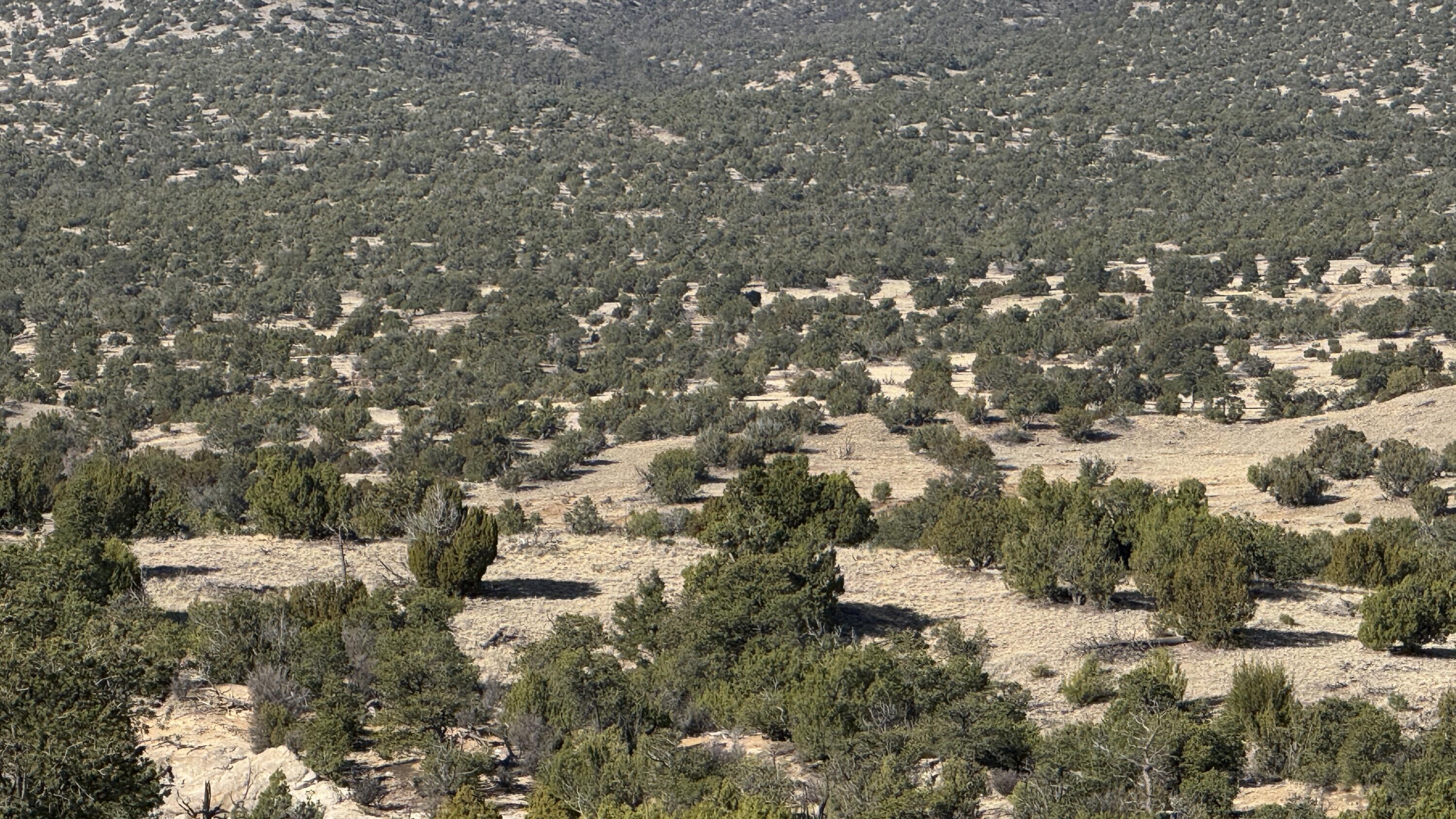 Photo 8 —  Lot 21 Pinon Springs Ranch