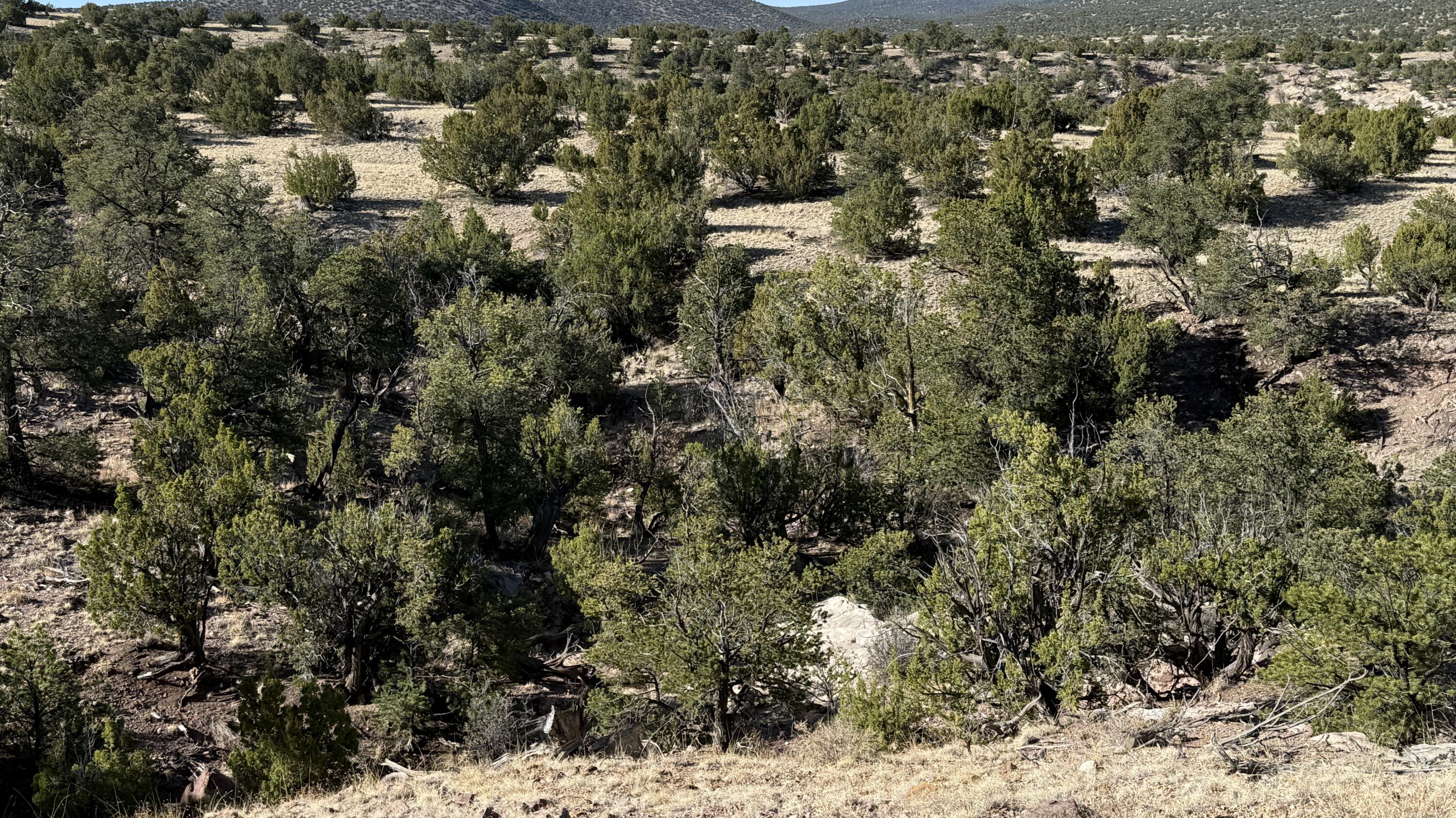 Photo 13 —  Lot 21 Pinon Springs Ranch