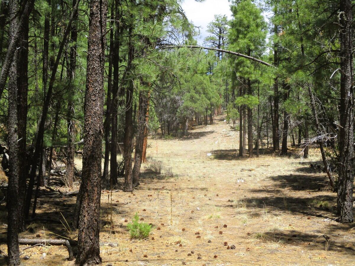 Photo 4 — 160 Black Bear Road